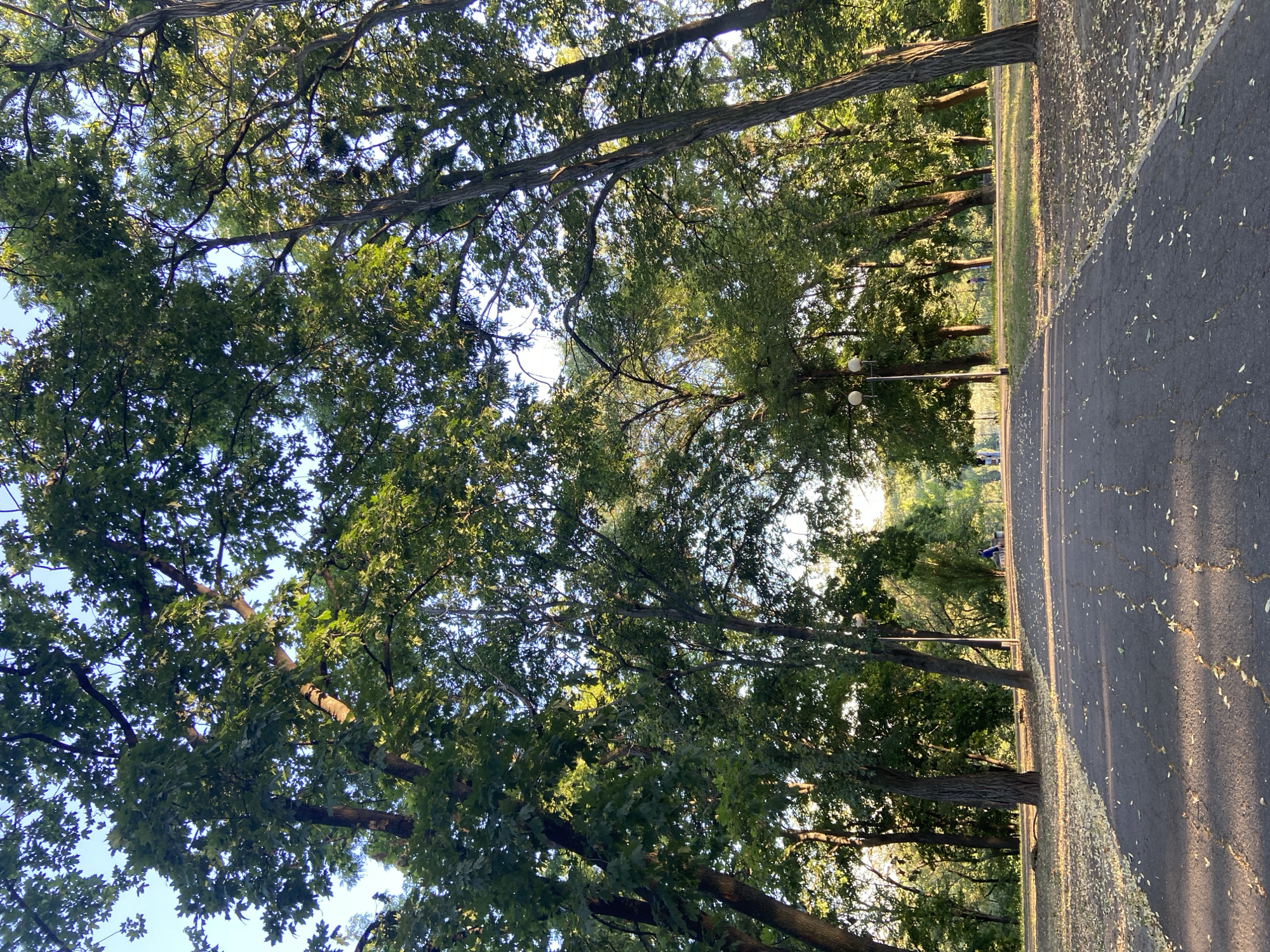 This media file depicts a sun-dappled park scene in Nyzhni Mlyny, Ukraine. The camera looks upwards through the leafy canopy of mature trees, with sunlight filtering through the branches and illuminating the foliage. The trees are tall and their trunks are visible, creating a sense of a natural, verdant environment.
In the lower portion of the image, a paved pathway or road is visible, with a few fallen leaves scattered across its dark surface. The path runs alongside the line of trees, suggesting a park or a tree-lined avenue. Further into the park, beyond the trees, there are glimpses of a brighter, more open area, possibly a clearing or a field, bathed in the warm light of the sun. A lamppost with two round lights is present, indicating a developed park area.
In the distance, a person is seen on the pathway, appearing as a small figure dressed in blue, suggesting they might be walking or cycling. The overall impression is of a peaceful, late afternoon or early morning in a park, with the sunlight creating long shadows and highlighting the textures of the leaves and the pathway. The weather appears to be pleasant, with clear skies and sunshine. There is no visible text in the image.