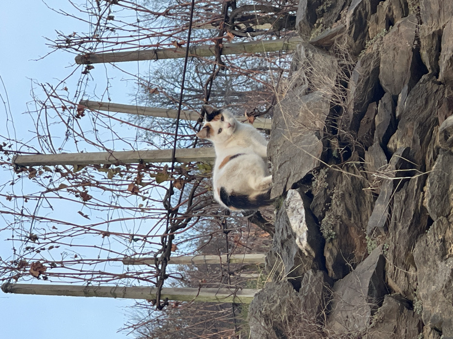 This outdoor image features a calico cat perched on a rocky ledge. The cat, predominantly white with patches of black and orange/brown, particularly on its head, back, and tail, is facing slightly to the left and looking upwards or into the distance with a calm expression. Its body is relaxed, resting on the uneven stone surface.
To the left of the cat, a trellis or arbor structure with leafless vines is visible, suggesting a dormant vineyard or garden in late autumn or winter. Horizontal beams, possibly concrete or wood, support the intricate network of bare branches against a clear, bright blue sky. In the deeper background, more bare tree branches can be seen.
To the right of the cat, a rugged, textured stone wall or natural rock face rises vertically, composed of grey and brown rocks with visible crevices and sparse patches of dry vegetation and moss. The cat is comfortably nestled on a prominent outcrop of this rock formation. The scene is brightly lit by daylight. No text is visible in the image. The setting suggests a hilly or terraced landscape, potentially in Castione, Italy, characterized by natural rock and agricultural structures.