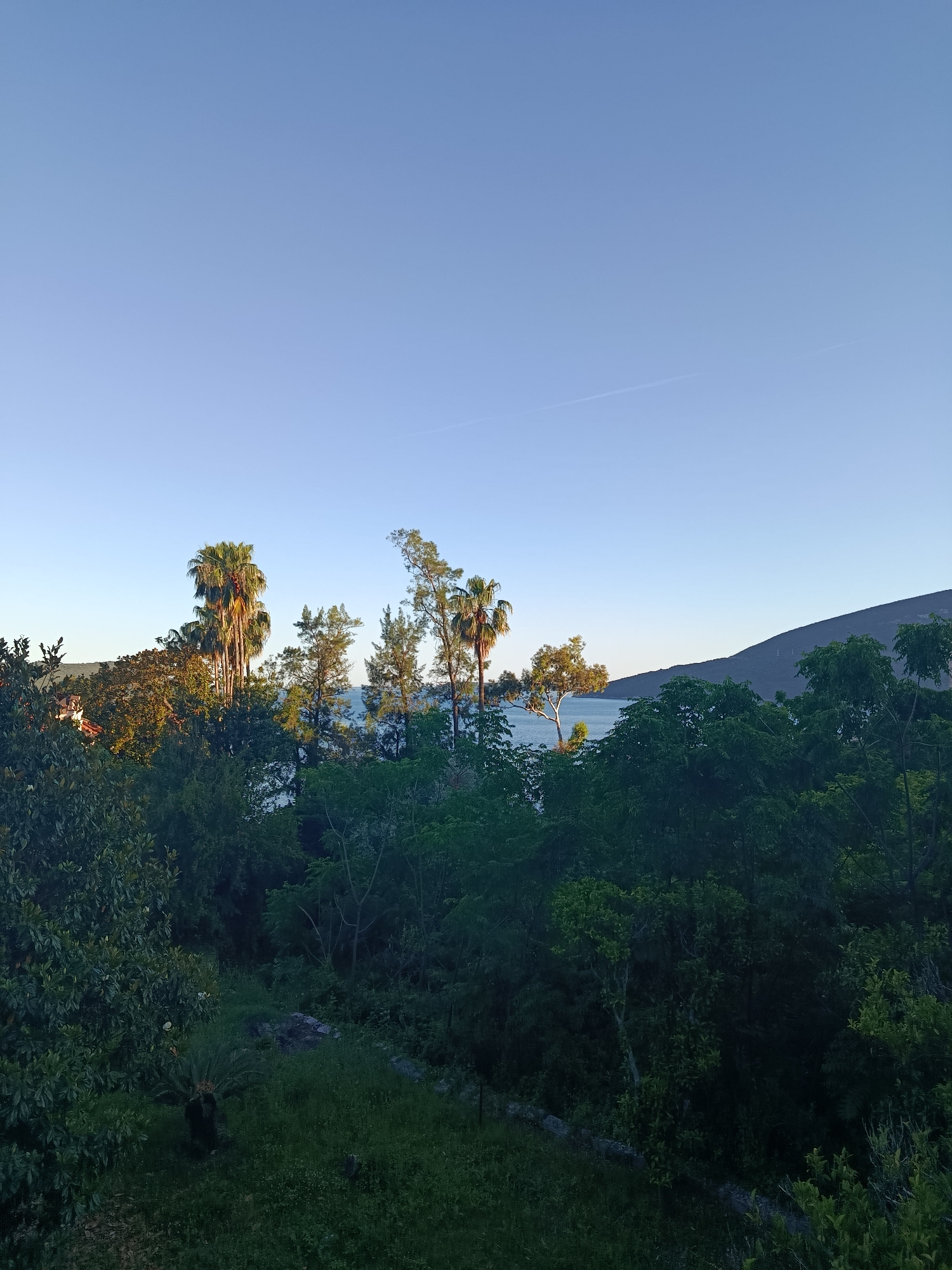 The image shows a view in Herceg Novi, Montenegro, featuring a mix of lush greenery and glimpses of the sea. The foreground is dominated by various trees and bushes, with a patch of grassy ground visible. A cluster of palm trees stands out amidst the other trees. Beyond the trees, a stretch of water is visible. In the distance, a mountain range is silhouetted against the sky. The sky is a clear, light blue, suggesting either early morning or late afternoon light.