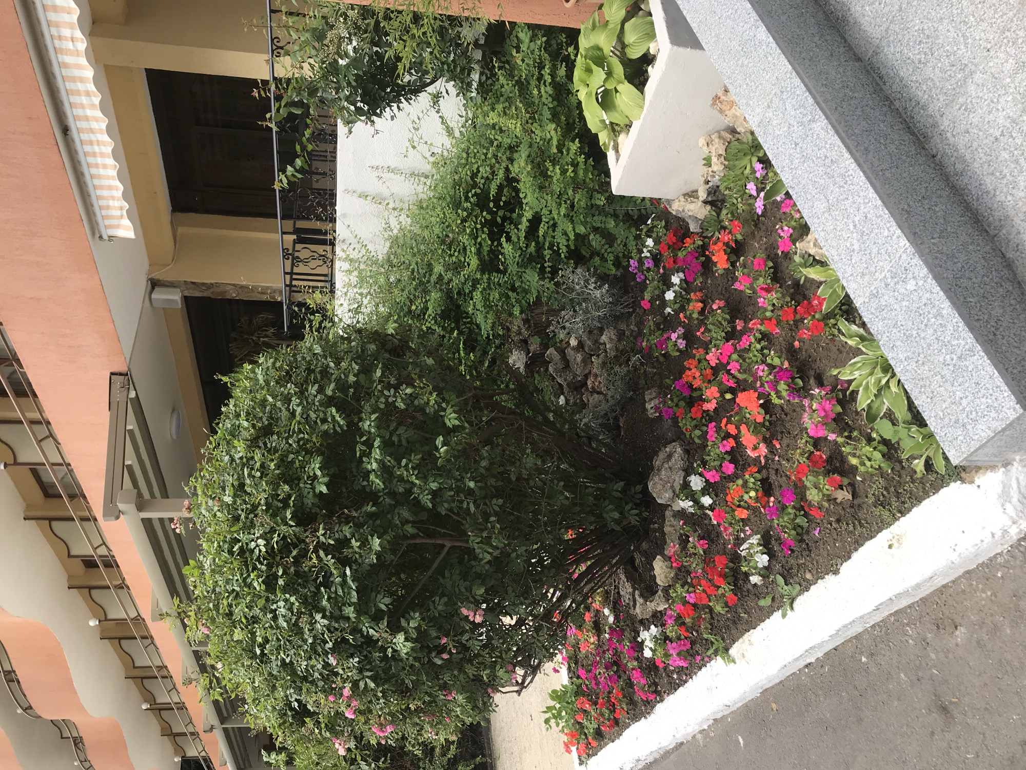 The image shows a residential building with an orange facade and balconies in Varna, Bulgaria. In front of the building, there is a garden area with a large green bush, possibly a rose bush, and a flowerbed filled with colorful impatiens flowers in shades of pink, red, and white. There is also a white planter with green foliage. The garden is bordered by a white concrete curb. The ground in front of the garden appears to be paved with asphalt. The overall scene depicts a well-maintained exterior of a building in a city setting.
