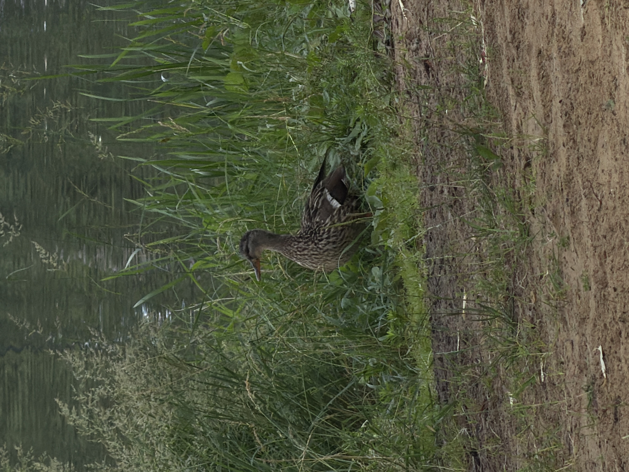 A mottled brown duck stands on the muddy bank of a body of water. The duck is facing right, with its head slightly lowered. It is surrounded by tall green grass and reeds. The water behind the duck is dark and appears to be a pond or lake. The bank is made of dark, wet soil. The overall scene is natural and rural. This image was taken in Malakhovka, Russia.
