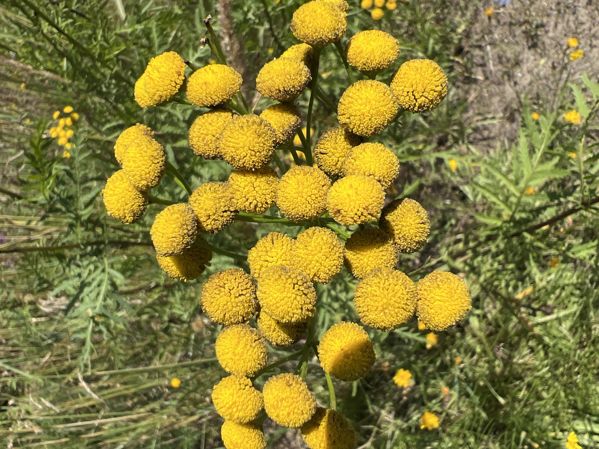 A close-up, eye-level, outdoor, full shot captures a cluster of bright yellow, spherical flowers, likely tansy, in a natural setting. The flowers are densely packed and appear to be blooming on a thin stem that extends diagonally across the frame from the bottom left to the upper right. The background consists of blurred green foliage and tall grasses, with smaller yellow flowers scattered throughout. The lighting suggests a sunny day, casting shadows on some of the flowers and highlighting their textured surfaces. The overall scene is one of vibrant, natural beauty.