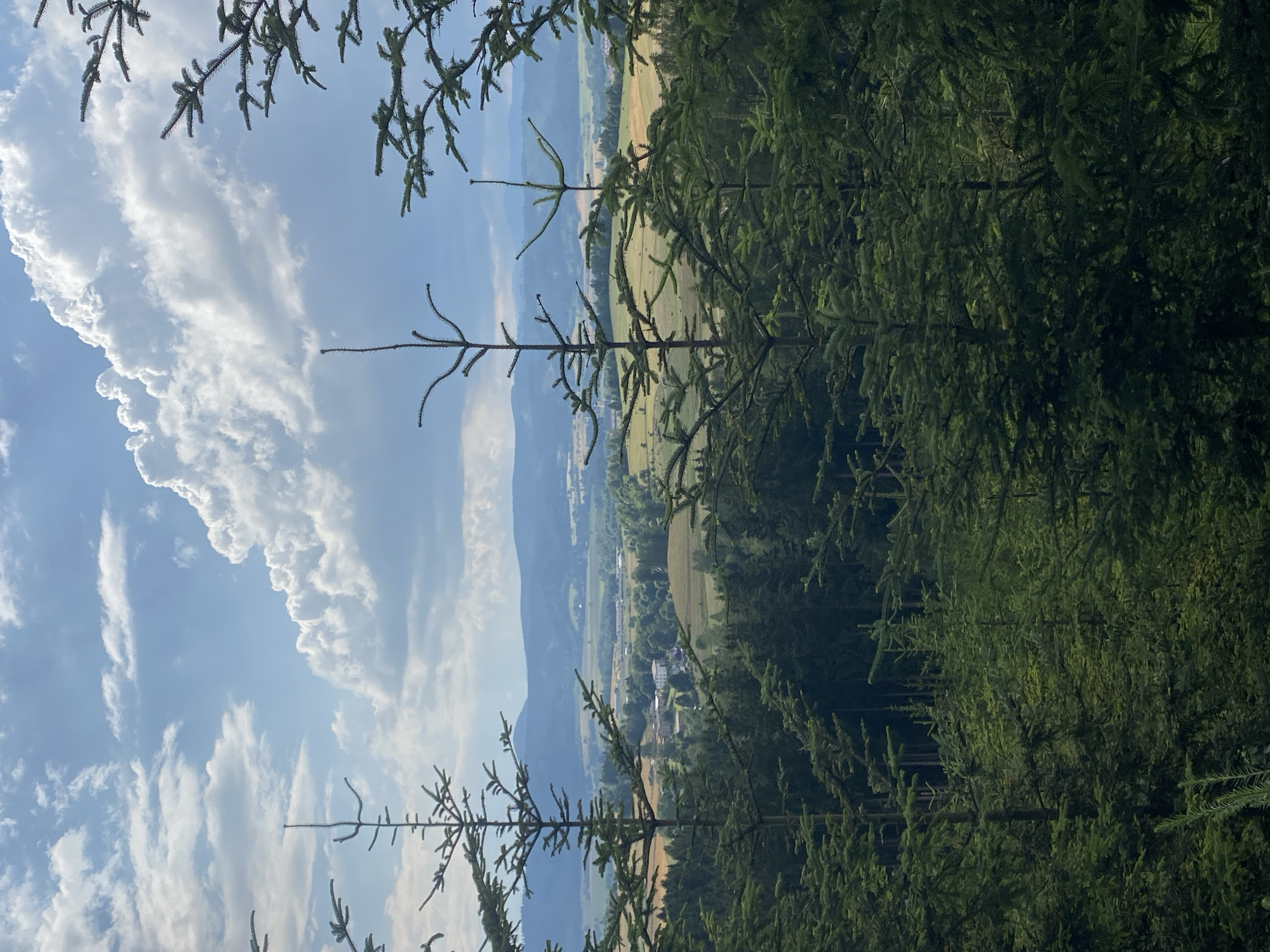 This image shows a landscape view from a forested area looking out over rolling hills and a small town. In the foreground, several tall evergreen trees, likely spruce or fir, dominate the scene, their branches creating a natural frame for the distant view. The trees in the foreground are densely packed and dark green, suggesting a thick forest.
Beyond the immediate forest, the landscape opens up to reveal a patchwork of fields, some appearing golden and ready for harvest, others a lush green. A small settlement with buildings and a church steeple is visible nestled within the fields. In the background, layers of blue-green hills recede into the distance, softened by atmospheric haze.
The sky above is a mix of bright blue and dramatic white clouds, with a large, puffy cumulus cloud formation on the right, hinting at possible afternoon weather. The lighting suggests it is daytime, likely late morning or afternoon, with the sun illuminating the fields and sky.
This view is characteristic of the landscape surrounding Chełmsko Śląskie, Poland, a town known for its scenic beauty and location within the Sudeten Mountains. The combination of dense forests, agricultural fields, and distant mountains is a common sight in this region. There are no people or animals visible in the image. The overall impression is one of natural beauty and rural tranquility.