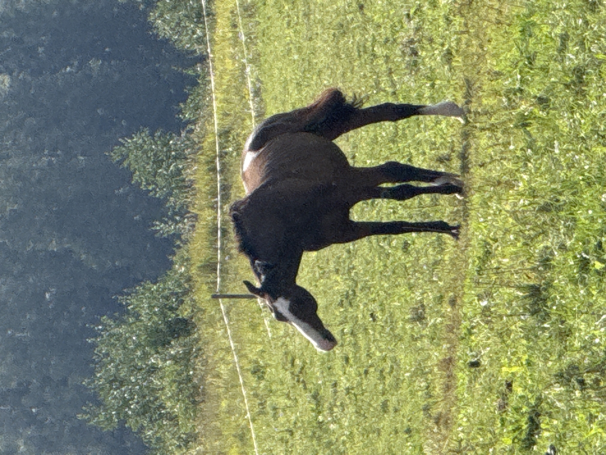 A brown horse with a white blaze on its face and a white marking on its back stands in a grassy field in Putiniškės, Lithuania. The horse is facing to the left, with its head lowered. In the background, there are trees and a white fence. The field is covered in green grass with some scattered wildflowers. The sun is shining, casting shadows on the ground. The overall scene is peaceful and idyllic.