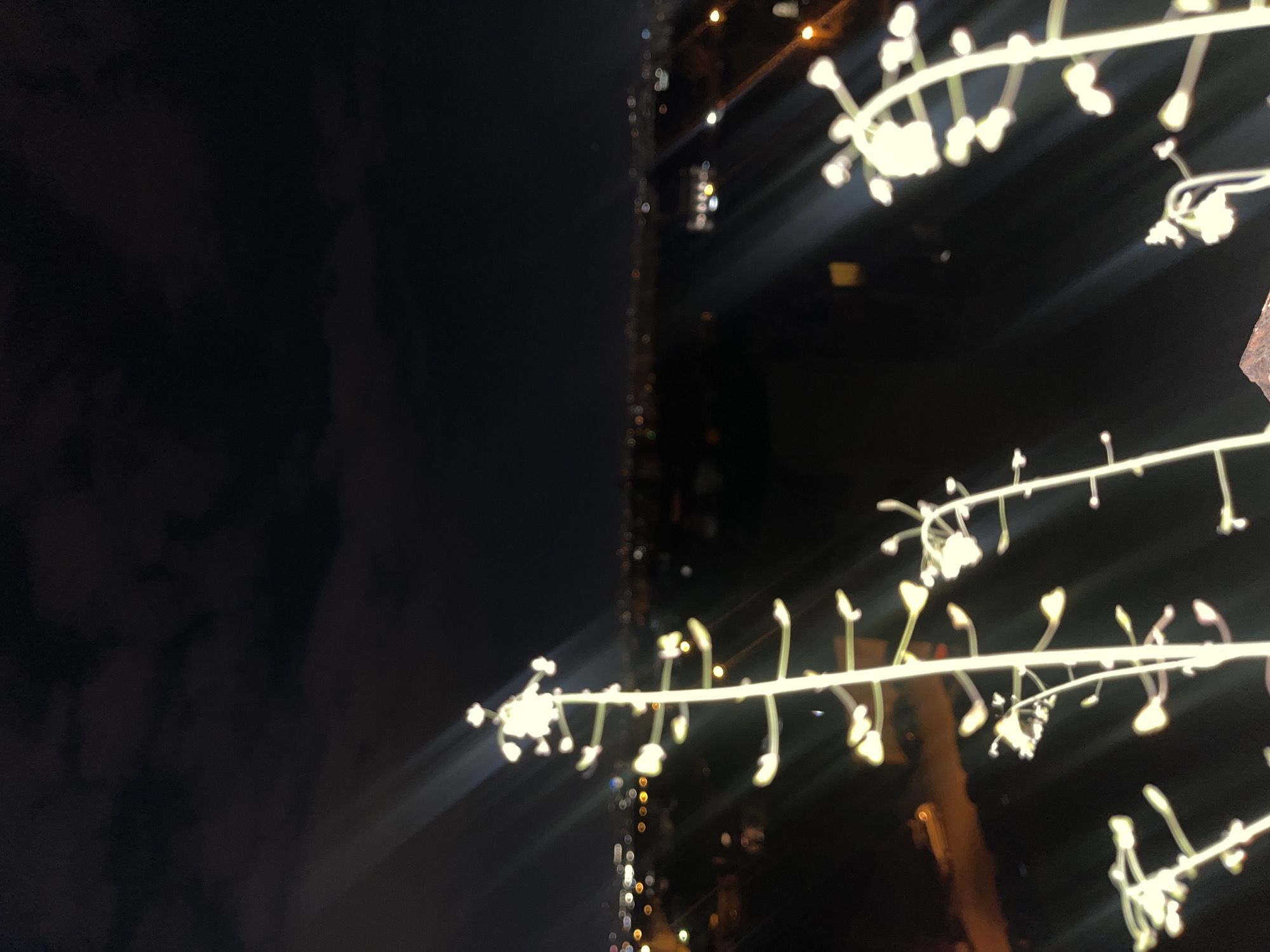 The image displays an elevated nighttime perspective of an urban environment, identified as Sofia, Bulgaria. In the foreground, several indistinct, elongated vertical structures, possibly plants or decorative features, are brightly illuminated and rendered out of focus, exhibiting pronounced light streaking due to motion or exposure. These structures appear to rise from an unidentifiable dark surface at the bottom edge. The midground and background reveal a wide panorama of blurred city lights, appearing as numerous diffused bokeh circles against a dark horizon, indicative of a distant metropolitan area. The upper segment of the frame consists of a dark, partially clouded night sky. No individuals, specific recognizable landmarks, or discernible actions are present in the scene.