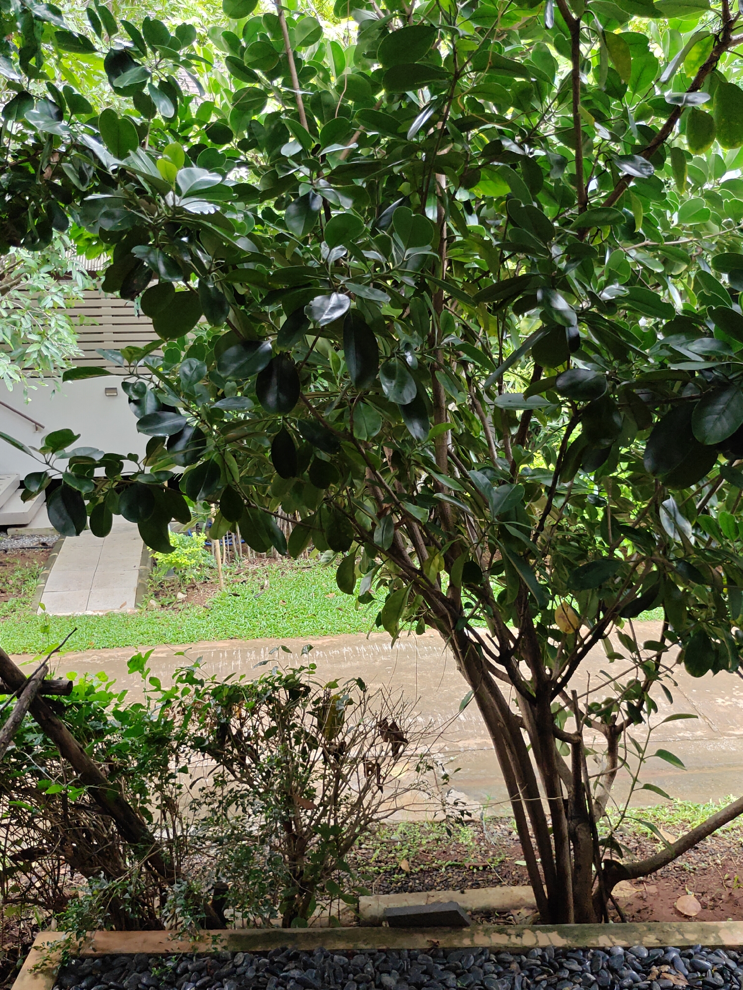 An outdoor scene at the side of a building in Mu Si, Thailand, features a large tree with dark green, glossy leaves and a multi-trunked base. In front of the tree, a low planter box is filled with dark, smooth stones. Behind the tree and planter, a concrete path leads towards the building, flanked by green grass and smaller bushes. The building itself is white with horizontal slatted panels. The image appears to have been taken during the day, with natural light filtering through the leaves.
