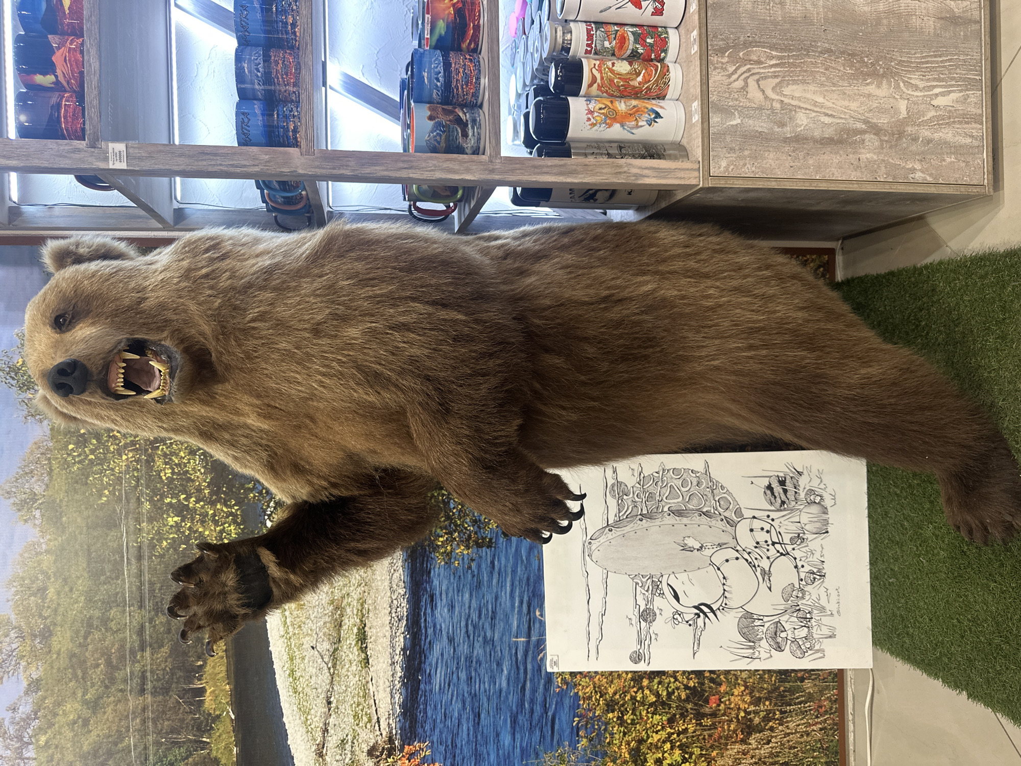 The image depicts a taxidermied brown bear standing upright, with its mouth open in a roar, revealing sharp teeth and a pink tongue. Its right paw is raised, claws extended, in a defensive or aggressive posture. The bear is positioned in front of a large backdrop that features a scenic landscape with a river, trees displaying autumn foliage, and a rocky shoreline. To the left of the bear, on a patch of artificial turf, is a framed black and white drawing. The drawing depicts a sleeping figure curled up, surrounded by mushrooms and musical notes, with a large, textured, circular object in the background. To the right of the bear, a wooden shelving unit displays various merchandise, including mugs with scenic images and a collection of thermoses adorned with colorful graphics. The overall setting appears to be a retail environment, possibly a souvenir shop or museum exhibit, in Petropavlovsk-Kamchatsky, Russia, given the potential thematic elements related to Kamchatka's natural environment and wildlife. There are no humans or animals actively interacting within the scene.