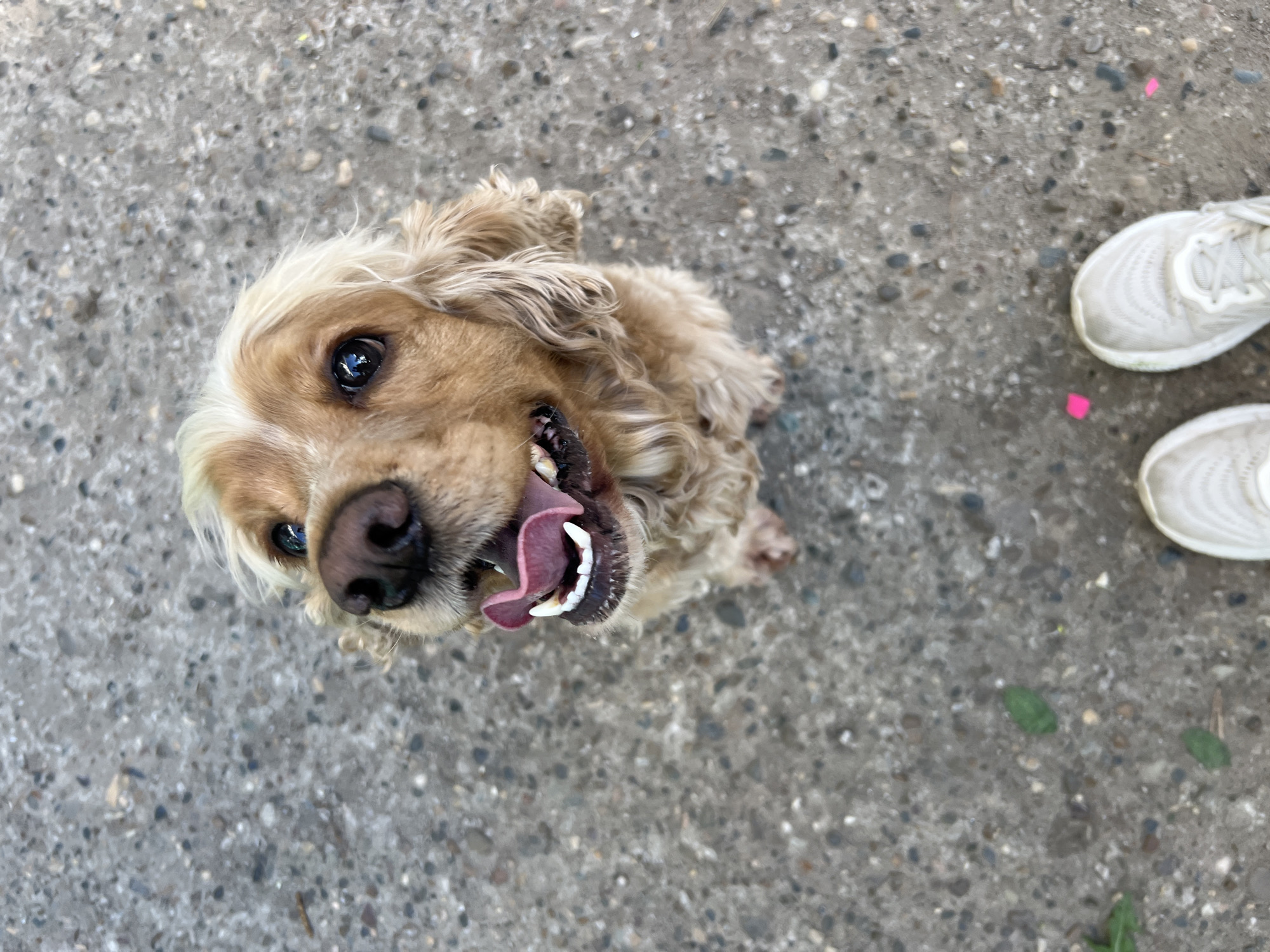 The image shows a tan Cocker Spaniel dog looking up at the camera. The dog's tongue is visible, and it appears to be smiling. The dog is on a gray concrete surface. Two white sneakers are visible in the upper right portion of the image. There are also a few green leaves and a pink piece of paper on the concrete. The specific location within the city of Chaikovsky, Russia cannot be determined from the image.