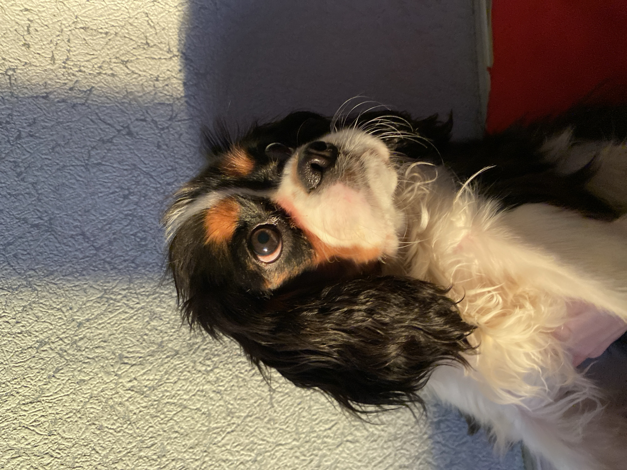 A close-up, portrait-style image captures a tricolor Cavalier King Charles Spaniel, or a similar breed, lying down and looking upwards towards the camera. The dog's head is tilted slightly, showcasing its dark, soulful eyes, a black nose, and long white whiskers that fan out from its snout. Its fur is a mix of black on the ears and parts of the face, distinct tan or brown patches above its eyes and on its cheeks, and soft white fur covering its muzzle, chest, and under its chin.
The dog is positioned on a textured, light gray or blue-gray surface, likely a blanket or upholstery, which fills the majority of the left and bottom portions of the frame. Shadows are cast across this surface, suggesting an indoor setting with a light source from above or the side. In the background, to the right and top, a darker, possibly blue-gray area transitions into a distinct red object or surface. The lighting emphasizes the dog's soft fur and expressive features. The dog appears calm and attentive, perhaps curious about the photographer. There is no visible text in the image. The scene is likely set indoors in Votkinsk, Russia.