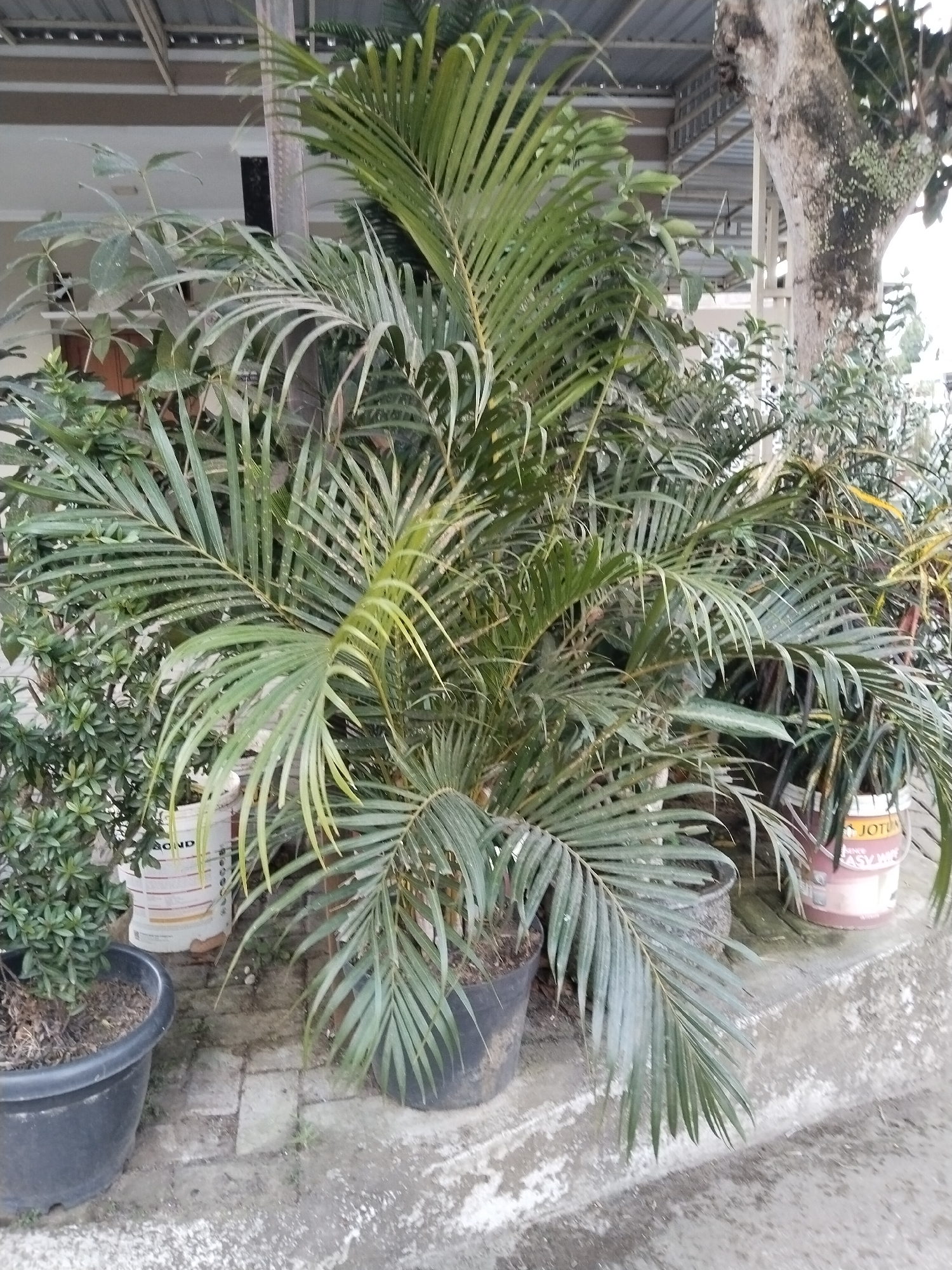 In Karanggandu, Indonesia, a collection of potted plants, predominantly palm trees, are arranged outdoors under a covered structure. The foreground features a large black plastic pot containing a dark green leafy plant. To its right, a large palm tree with distinctive fronds dominates the center of the image, its leaves varying in shade from deep green to pale yellow. Several other potted plants are visible behind it, including one in a white bucket-like container labeled with red and yellow text. A weathered, textured tree trunk is partially visible on the right edge of the frame, suggesting the proximity of a larger tree. The ground is paved with light-colored stones and concrete. The overall scene is one of an outdoor plant nursery or garden.