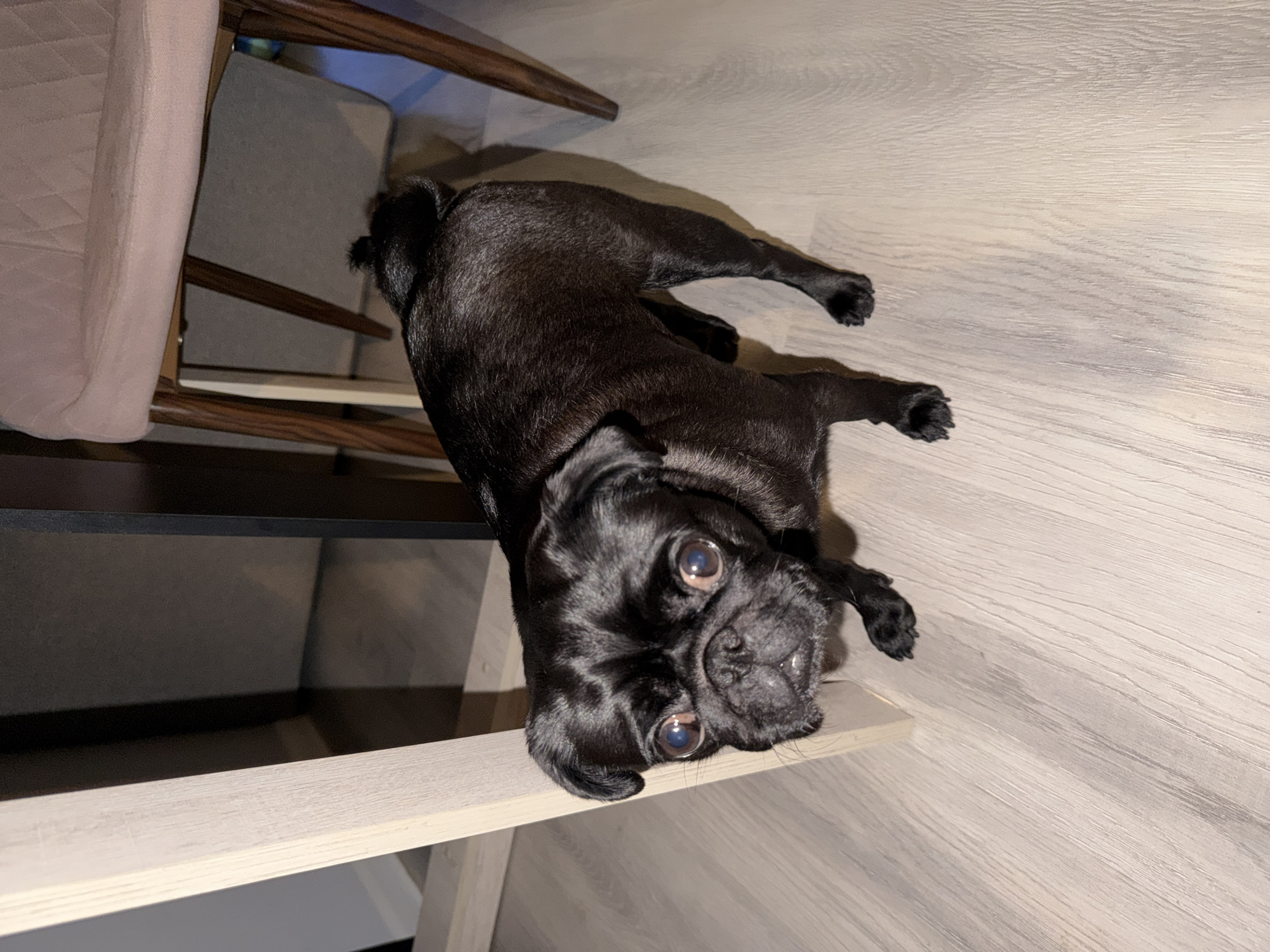 A black pug stands on a light-colored wooden floor, looking up towards the camera. The pug is in the foreground and takes up a significant portion of the image. To the left of the pug, a light-colored wooden beam is visible. In the background, parts of a chair with a pink upholstered seat and wooden legs are visible. The environment appears to be indoors, possibly a home or a commercial space. The lighting is dim, casting shadows on the floor and parts of the pug's body. No specific location in Sirius, Russia, can be identified from the image.