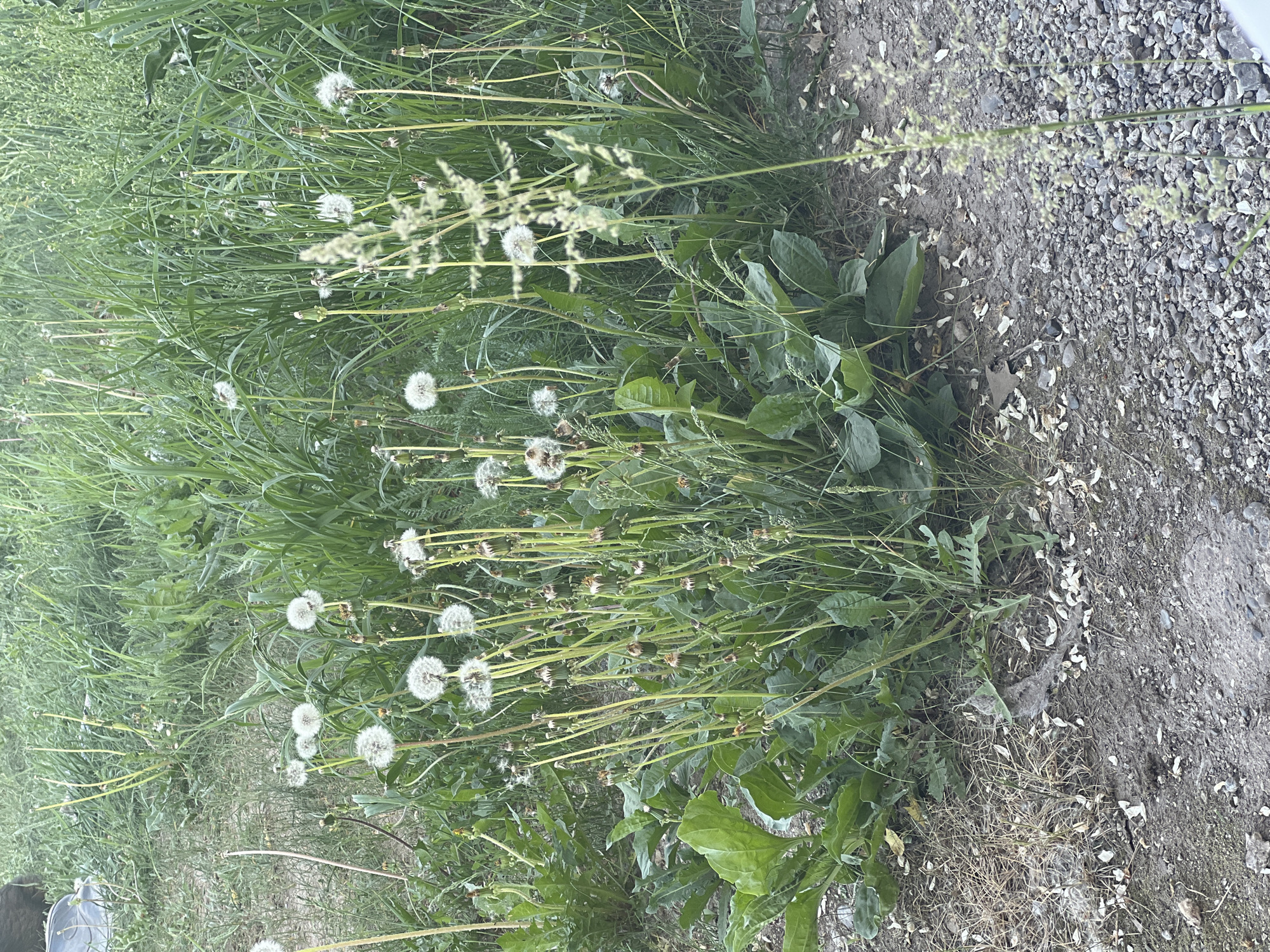 The image depicts a patch of overgrown vegetation, including dandelion seed heads and tall grasses, bordering a gravel and concrete surface. The vegetation is dense and green. The gravel and concrete appear weathered and are littered with dandelion seeds.
