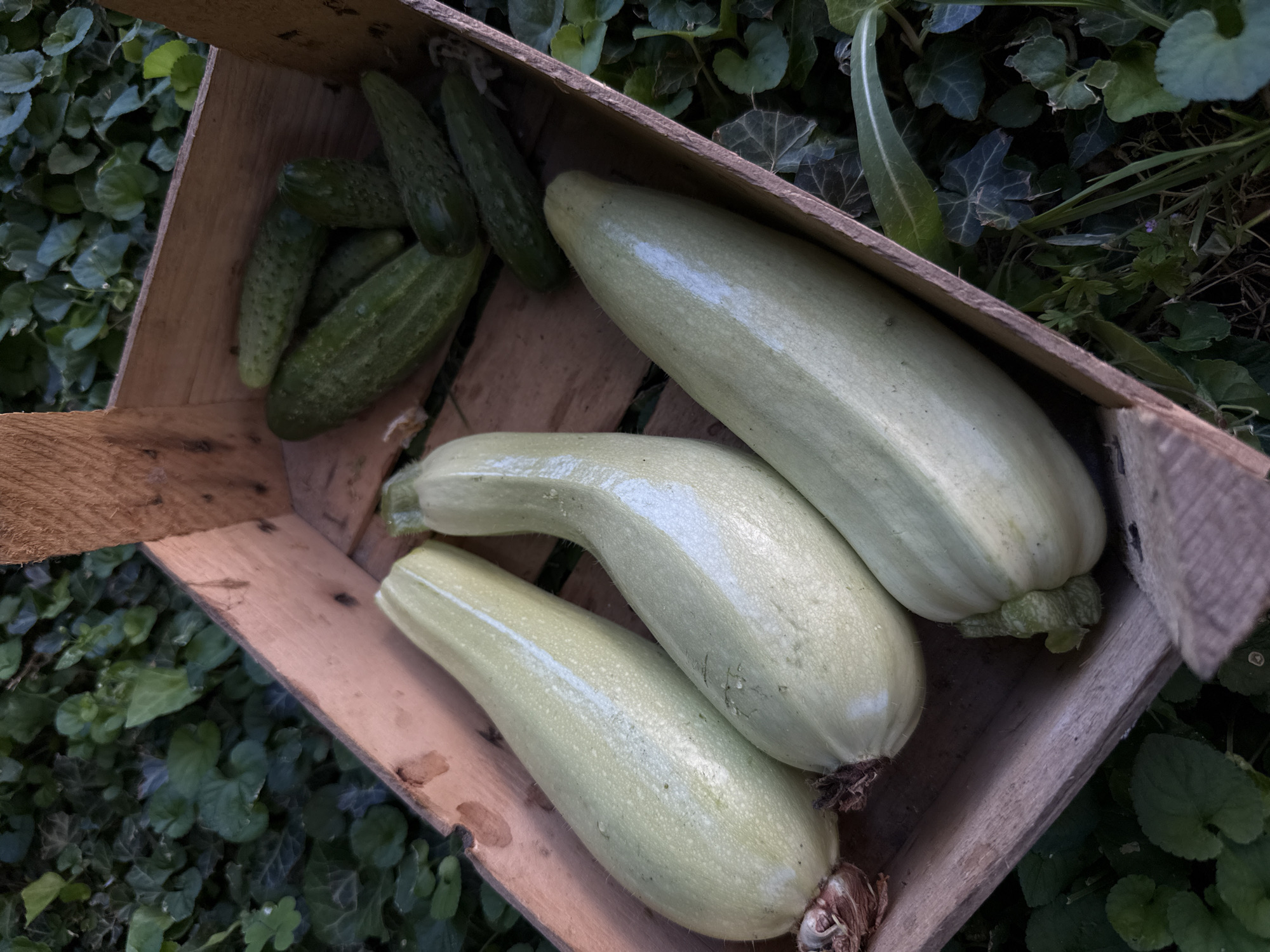 A wooden crate filled with light green zucchini and several small cucumbers sits on the ground amidst green foliage. The crate is positioned at an angle, with the zucchini occupying the foreground and the cucumbers in the background within the crate. The surrounding environment is natural and appears to be outdoors, with shadows suggesting it is daytime. The zucchini are long and curved, while the cucumbers are short and bumpy.