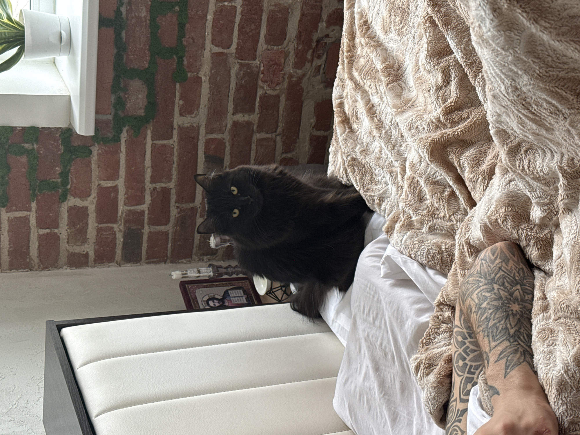 An indoor medium shot captures a black cat with piercing yellow eyes looking directly at the camera, positioned on a white upholstered bench. The cat's fluffy black fur contrasts with the light-colored bench and the white bedding beside it. To the right, a person's arm and upper leg are visible, partially covered by a thick, beige, textured blanket. The exposed skin is extensively covered in intricate black and grey tattoos featuring mandala-like and geometric patterns.
The background reveals an exposed brick wall, uniquely adorned with a winding, moss-like green pattern. To the left, a white window frame and sill are visible, supporting a potted plant with green leaves, indicating natural daylight. Behind the white bench, on a lower surface, a small, framed religious icon, likely depicting Jesus Christ, is placed alongside other indistinct decorative items. The scene portrays a relaxed domestic setting, possibly a bedroom, located in Rostov-on-Don, Russia. No discernible text is visible in the image.