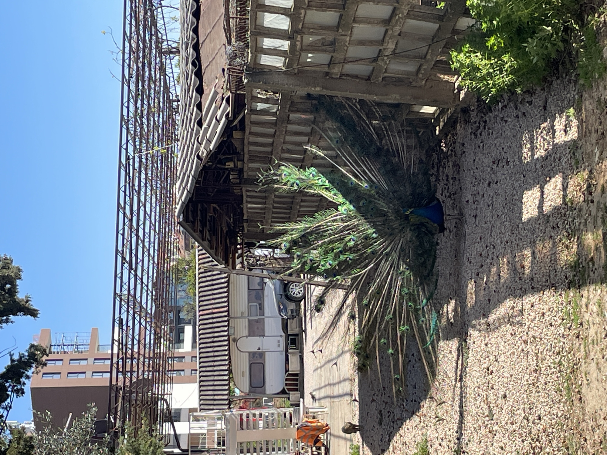 A peacock, with its tail feathers fanned out, stands near a gravelly surface in Bar, Montenegro. An RV is parked near the peacock. Buildings are visible in the background, as is a metal structure. The area is partially shaded.