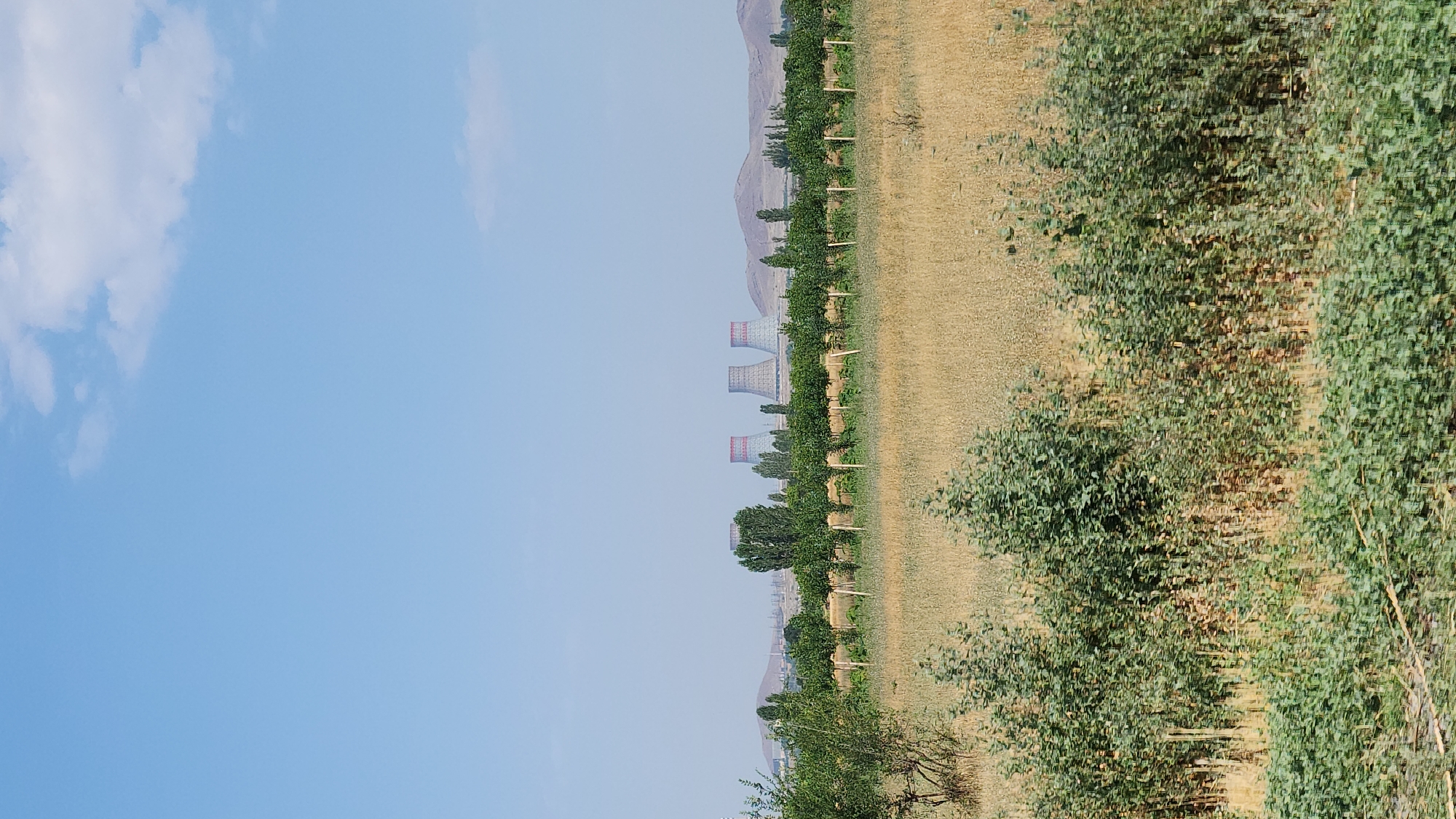 The image shows a wide view of a rural landscape near the city of Arshaluys, Armenia. In the distance, four cooling towers, characteristic of a power plant, are visible against a hazy sky with scattered clouds. The towers appear to be grey and ribbed, with red accents near the top. In the mid-ground, a line of trees, possibly fruit trees given their upright support structures, forms a neat row across a field of dry, golden grass. Further in the foreground, lush green bushes and trees dominate the lower part of the frame, with some dry grass interspersed. The overall impression is one of a sun-drenched, agricultural area with industrial structures in the background. There are no people or animals visible in the image.