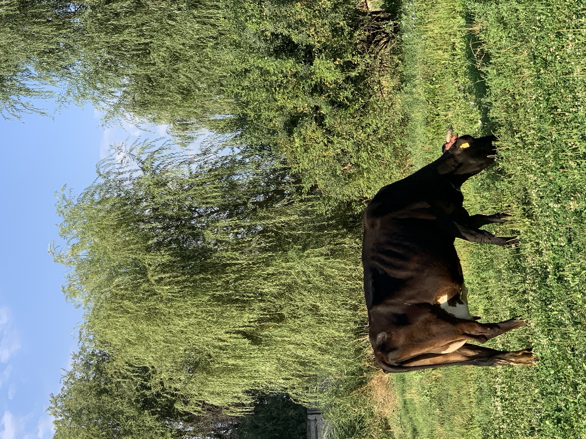 A dark brown cow with a white patch on its flank is grazing in a grassy field. The cow has a yellow tag on its ear and a pink ribbon on its horn. It is facing to the right and appears to be eating grass. The field is covered in green grass and small white flowers. In the background, there are several large trees with lush green foliage. The sky above is blue with a few white clouds. The scene appears to be outdoors, likely in a rural area. There are no people visible in the image. The image is a static shot, with no discernible action or interaction occurring. The location of Komsomolskoe, Kyrgyzstan, is not explicitly identifiable from the visual information provided in the image.