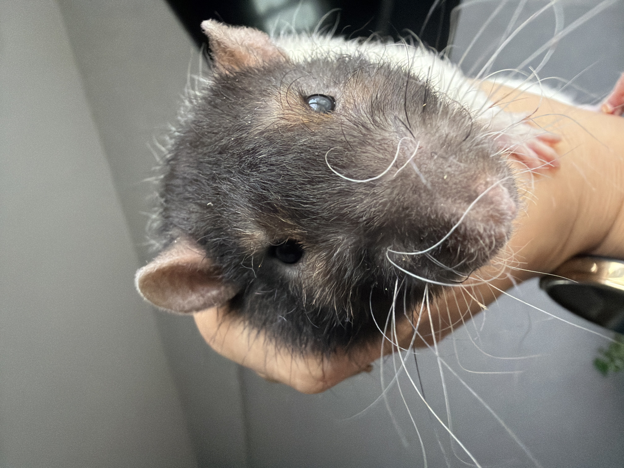 A close-up, slightly off-kilter shot captures a fancy rat being gently held by a person. The rat's face dominates the frame, looking directly towards the viewer with dark, beady eyes. Its fur is a distinct black and white pattern, with dark charcoal gray on its face and head, transitioning to white fur on the top of its head and neck. Numerous long, fine white whiskers extend outwards from its snout, some curling gently.
The rat's small, rounded ears are visible on either side of its head, appearing soft and pinkish-tan. Tiny specks, possibly dust or dander, are visible on its fur, particularly around the eye and snout area. The human hand holding the rat is visible on the right side of the image, with light skin tone and what appears to be a metallic watch or bracelet on the wrist or fingers, subtly glinting in the lower right corner. One of the rat's small, pink paws is also briefly visible near the human hand.
The background is uniformly blurred to a light gray tone, suggesting an indoor setting and emphasizing the rat as the central subject. There is no visible text, and the time of day and weather conditions cannot be determined from the indoor setting. The overall impression is one of a gentle interaction between pet and owner, highlighting the rat's facial features.