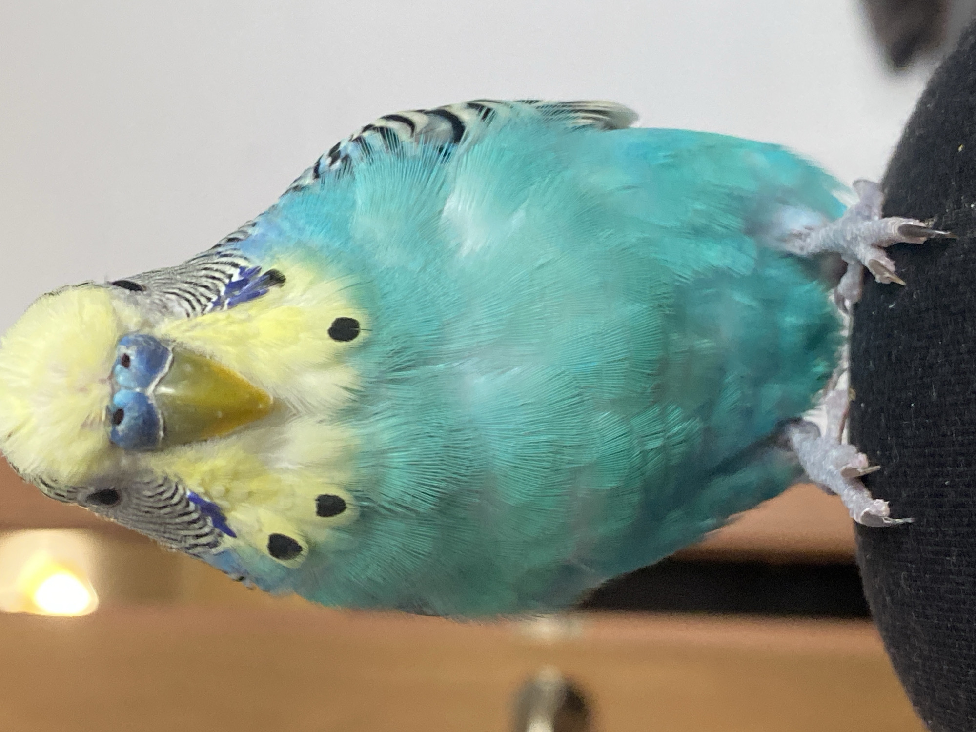 A brightly lit, close-up photograph captures a budgerigar in an unusual, playful pose, appearing upside down and looking directly at the camera. The bird's body is a vibrant turquoise-blue, contrasting with its yellow head and neck, which feature subtle black stripe-like markings. Two prominent black spots adorn each cheek, and a small patch of royal blue feathers is visible below its purplish-blue cere. The bird's beak is yellow.
It is clinging with its greyish, clawed feet to a dark, textured surface, possibly fabric like clothing or a shoulder, which occupies the right side of the frame. The background behind the bird is softly blurred, with a bright, warm light source emanating from the lower-left, illuminating a light brown surface. The upper background is a plain, light color. The bird is in sharp focus, highlighting the intricate details of its feathers and its curious expression. No text is visible in the image.