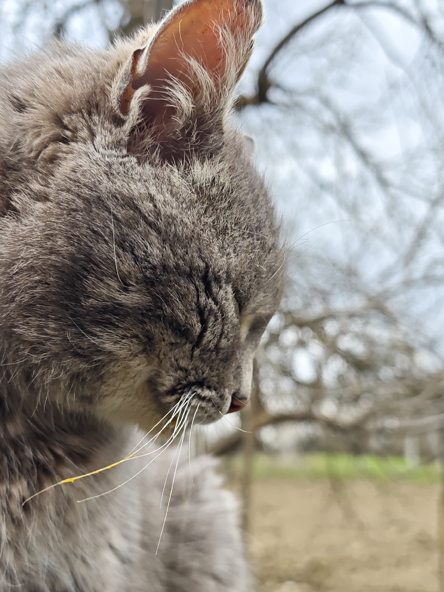 A gray cat is seen in close-up, facing downward. The cat is positioned in front of an out-of-focus background consisting of bare trees and a hint of green vegetation. A possible location is Parkhomivka, Ukraine, given the user's information, though there are no features in the image to confirm the city or the country.
