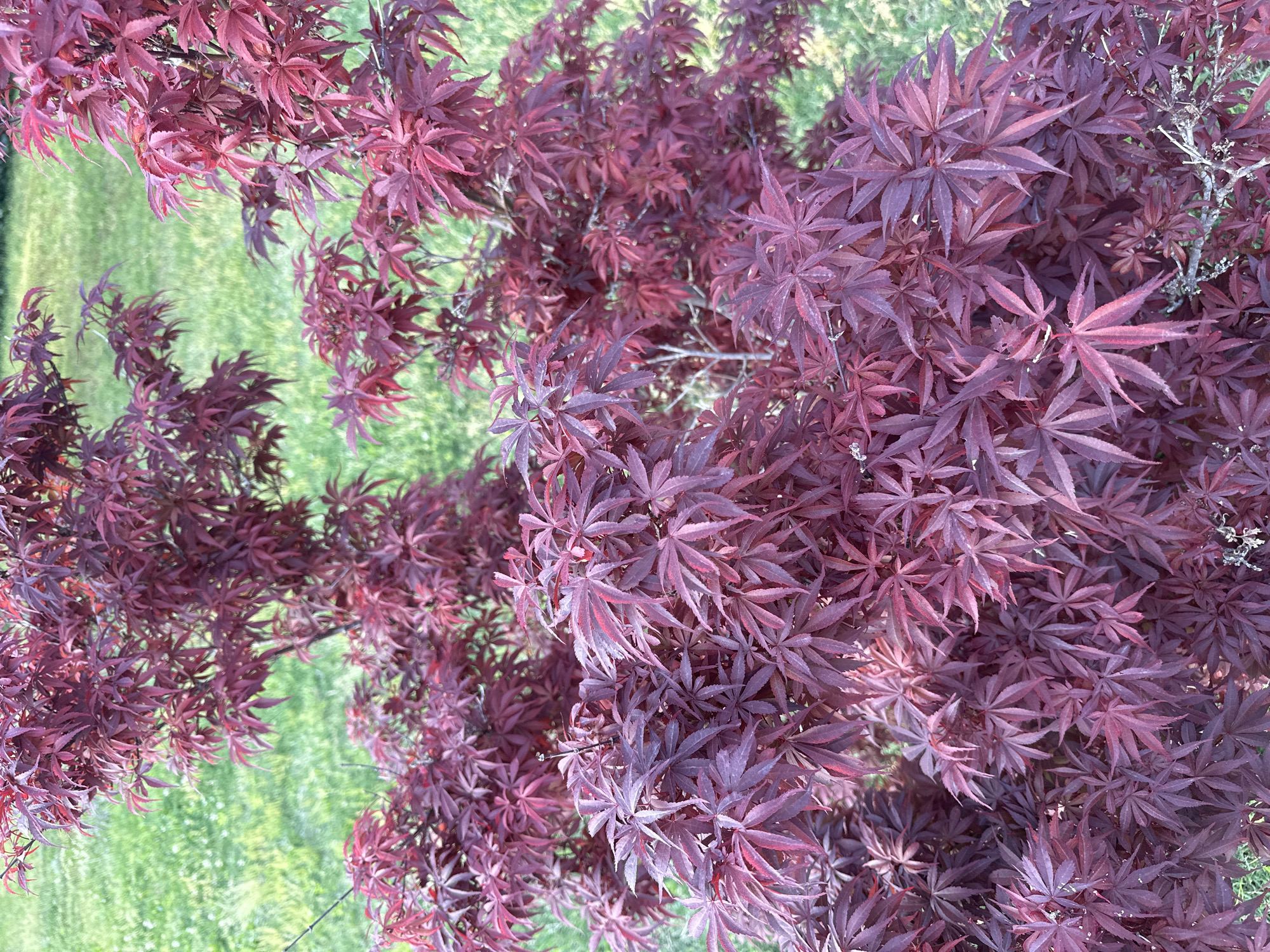 The image presents a close-up, top-down view of a plant with vibrant, deep red to maroon foliage, likely a Japanese maple (Acer palmatum). The plant's numerous deeply lobed leaves fill the majority of the frame, showcasing variations in color from a rich, dark burgundy to brighter red hues, especially on new growth or leaves catching more light. Some bare or drier branches are visible amidst the dense leaf cover.
In the background, out of focus, is an expanse of bright green grass, providing a striking color contrast to the dominant red of the plant. The scene appears to be outdoors in a garden or natural setting, under clear or diffused daylight conditions, as indicated by the even illumination and lack of harsh shadows. There is no human activity, objects other than the plant and grass, or visible text. The image captures a static, natural moment, focusing on the intricate beauty and color of the foliage. This scene is located in Budva, Montenegro.