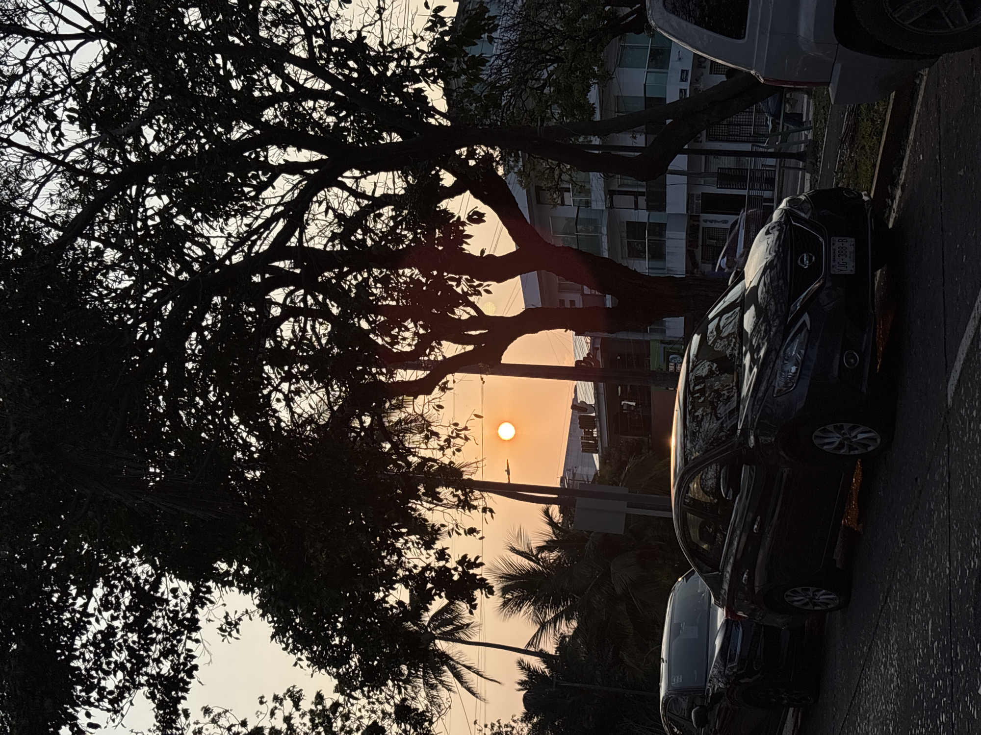 Captured in the city of Unknown, Unknown, the image presents a dusky urban landscape where a large tree dominates the left half, its silhouette stark against the setting sun, which appears as a bright orange disc in the sky. Palm trees are visible in the background. To the right, several cars are parked along the roadside, their metallic surfaces reflecting the last rays of light. Buildings with multiple windows form a backdrop to the right of the tree, further defining the city setting. The scene is bathed in a warm, fading light, suggesting either sunrise or sunset.