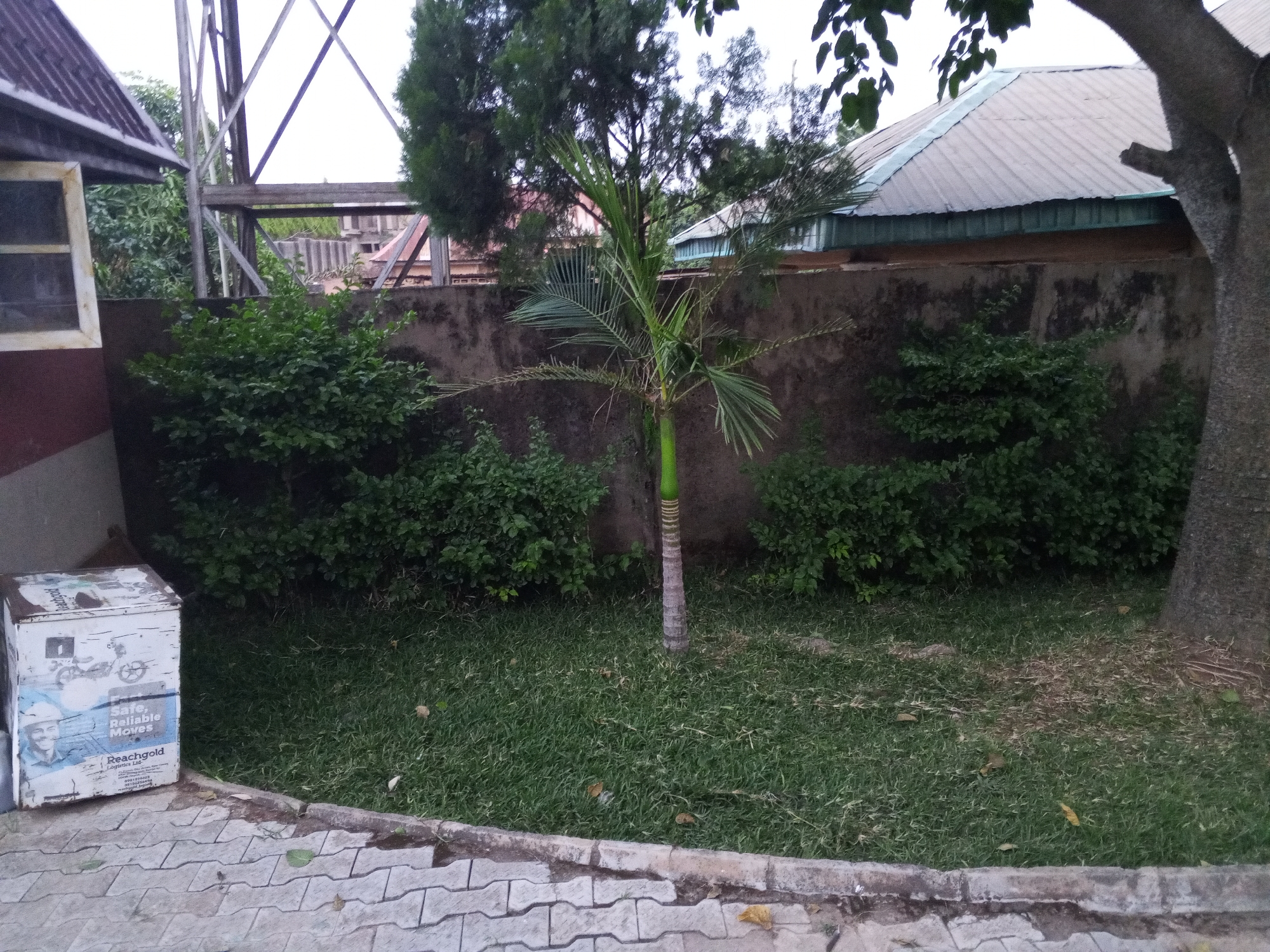 This outdoor scene depicts a maintained garden or yard in Jos, Nigeria, under an overcast sky. In the foreground, a light grey interlocking paver pathway runs along the bottom and left, separated from a section of green grass by a concrete curb. Scattered dry leaves are visible on the grass.
A young palm tree with a green and striped trunk stands centrally in the lawn. Dense green bushes line a dark, textured concrete wall behind the grass, which appears stained or aged in places. To the far right, part of a large tree trunk is visible, with some leaves hanging into the frame.
On the paver pathway in the lower left corner, there is a weathered white metal box with faded blue and white graphics. Clearly visible text on the box reads "Safe, Reliable Moves" and "Reachgold Logistics Ltd," accompanied by a partial image of a man in a hard hat.
Beyond the concrete wall in the background, several buildings with corrugated metal roofs are visible. A large metal lattice structure, possibly a telecommunications tower or water tank stand, extends upwards against the light sky. On the far left, a portion of a building with a dark corrugated roof and a window with a white frame is also visible. The diffused lighting suggests an overcast day or a time of soft light, such as early morning or late afternoon. No specific activity is occurring in this static view of an urban or semi-urban outdoor space.