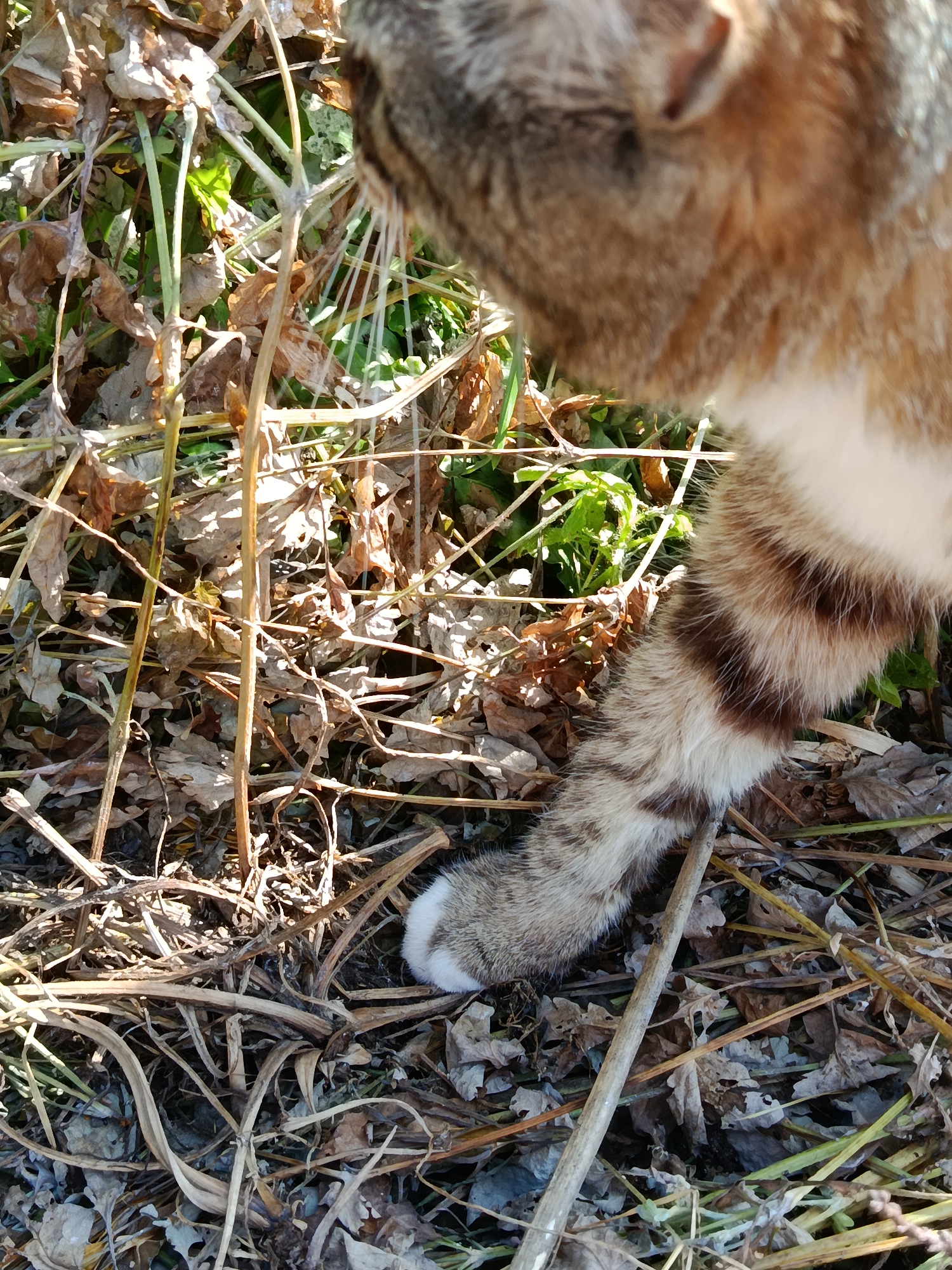 A close-up, shallow depth of field image shows a calico cat's tail tip ending in a white tuft, emerging from dry grass and fallen leaves. The cat's fur exhibits brown and tan stripes. The scene appears to be outdoors, with natural light illuminating the foliage. The location is described as being in Vitsebsk, Belarus.