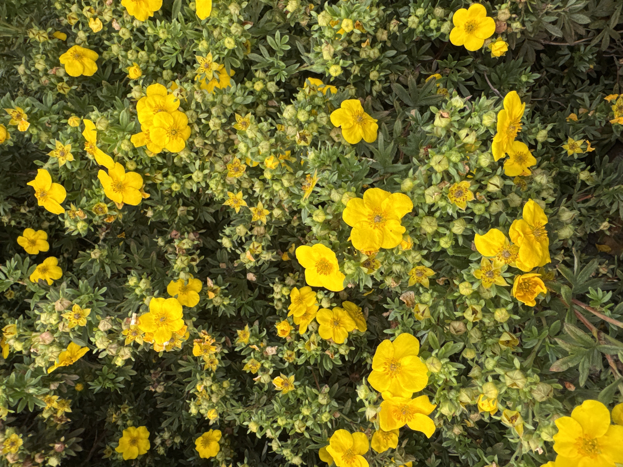 The image shows a close-up, overhead view of a dense shrub covered in bright yellow flowers and numerous unopened buds. The foliage is a dark green, providing a lush backdrop for the vibrant blooms. The flowers are star-shaped with five petals and appear to be in various stages of opening. The shrub is situated outdoors, with no specific urban landmarks or context to indicate its location within the city of Sovkhoza imeni Lenina, Russia, or any other city. There are no people or animals visible in the image.