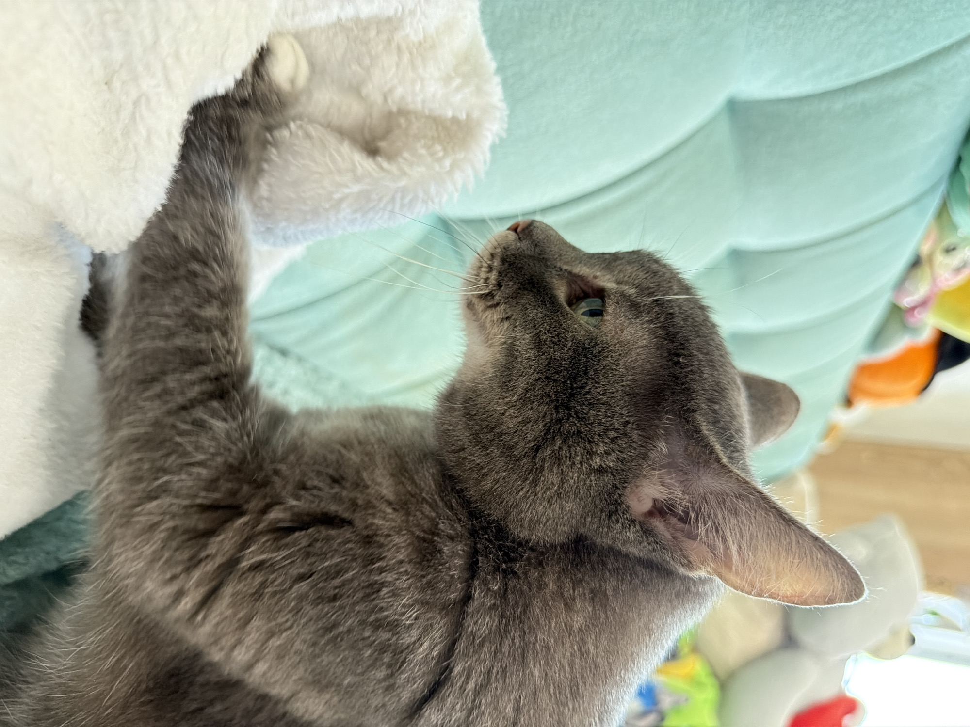 A close-up, eye-level shot captures a gray cat with green eyes interacting with a fluffy white object. The cat is positioned on the right side of the frame, facing left, with its head and torso visible. Its right paw is extended, touching the white object, which is on the left side of the frame. The background consists of a tufted, light teal couch and out-of-focus stuffed animals and other objects, suggesting an indoor domestic setting. The lighting appears to be natural, casting a warm glow on the cat's fur and highlighting the texture of the couch and the white object. The overall scene is one of playful engagement between the cat and its surroundings. There is no information in the image to determine a specific location in Solikamsk, Russia.