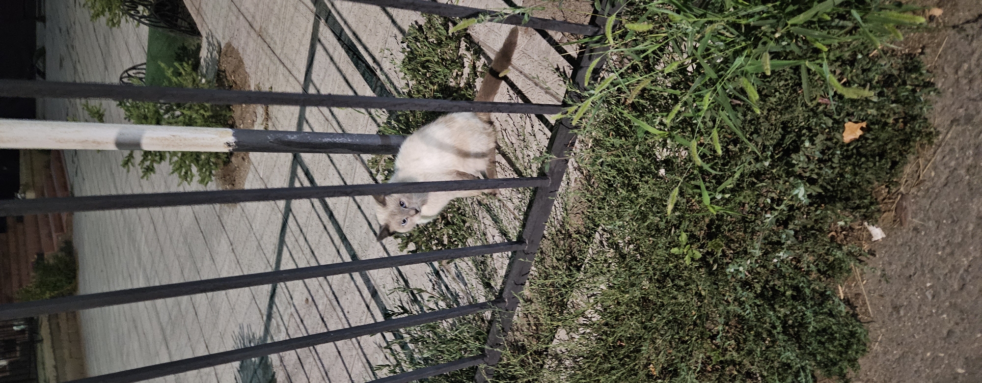 The image shows a light-colored cat with blue eyes sitting behind a black metal fence. The cat is positioned on the ground amidst some sparse green vegetation. The background features a paved area with distinct paving stones and some shadows cast by the fence. To the right, a white pole with black and gray markings is visible, along with a small evergreen bush. The overall scene appears to be outdoors, possibly in a park or a residential area. The lighting suggests it might be dusk or nighttime. There is no visible indication of the specific location within the city of Semey, Kazakhstan, in the image itself.