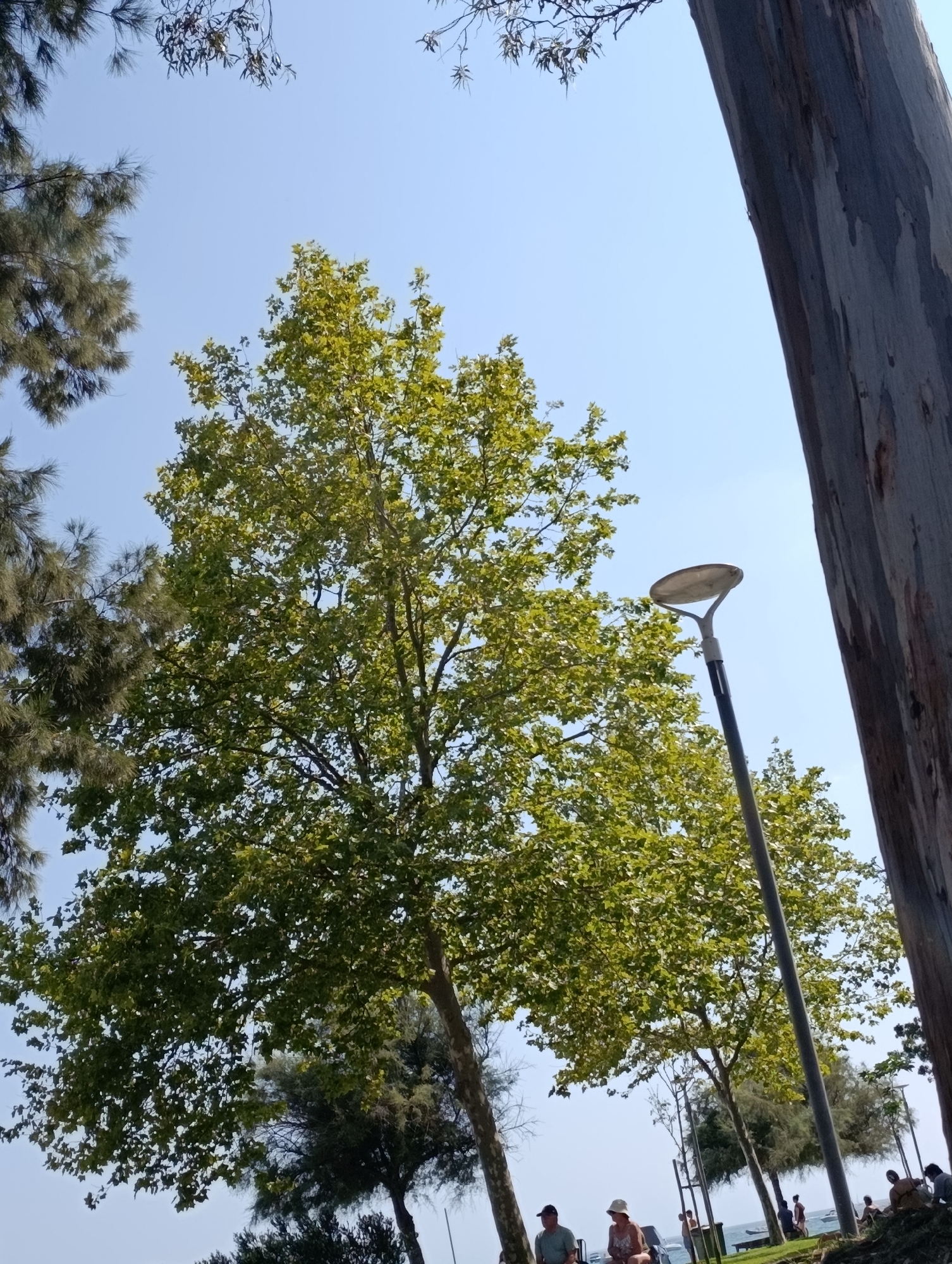 The image shows a streetlamp and several trees against a bright blue sky. A large tree with lush green leaves dominates the center of the frame, its branches reaching upwards. To the right, a tall, grey, rough-barked tree trunk is visible, leaning into the frame. In the background, more trees and a glimpse of people sitting and standing suggest a park or public space, possibly near a waterfront. One person is wearing a hat and another a cap. The streetlamp has a circular, flat top and a dark pole. The lighting suggests it is daytime. Without further context, it is impossible to definitively place this scene in Setúbal, Portugal, but the presence of a waterfront and park-like setting is consistent with coastal areas.