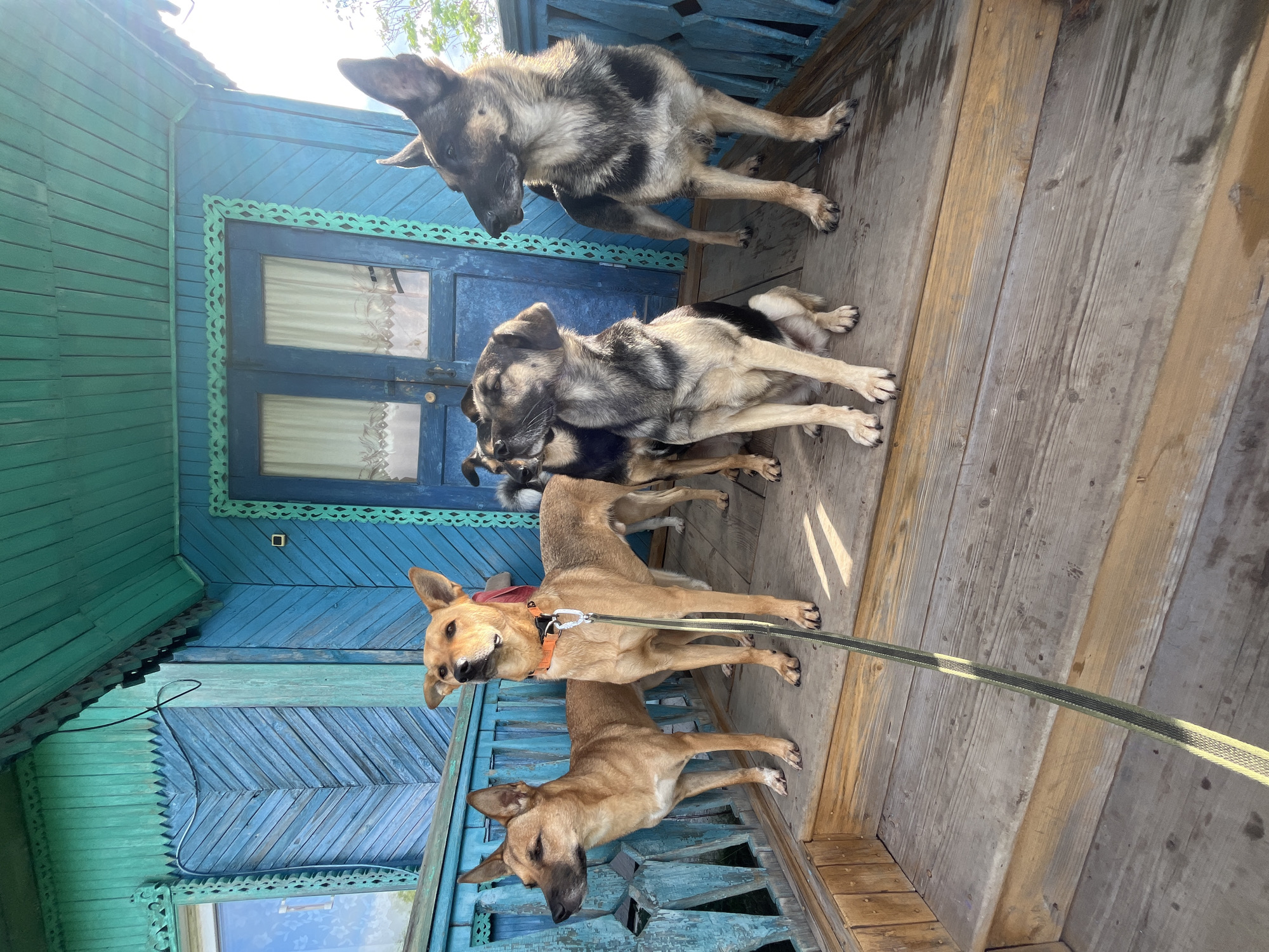 The image shows five dogs on the wooden porch of a blue wooden house in Nizhny Tagil, Russia. The house has decorative trim painted in turquoise. The dogs are of various breeds and sizes. From left to right, a tan dog with pointed ears stands facing left, followed by another tan dog wearing an orange collar and a leash, also standing. Behind these two, partially visible, are two more dogs, one with black and tan markings and another with primarily black fur. To the far right, a German Shepherd-like dog stands facing left. The porch floor is made of weathered wooden planks. The background shows a blue wooden wall with decorative elements and a closed door with frosted glass panels. Sunlight casts shadows on the porch.