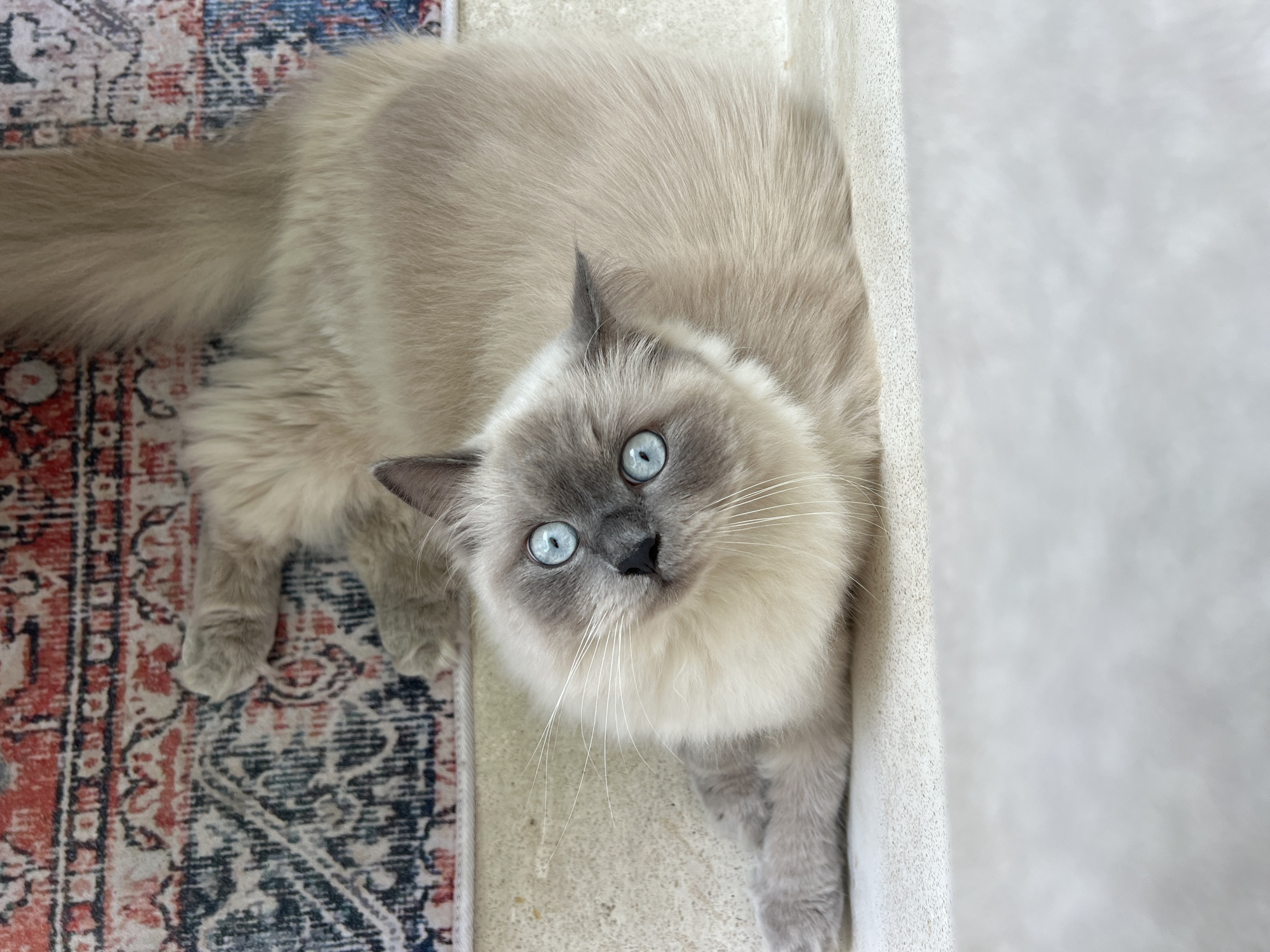 A light-gray Ragdoll cat with striking blue eyes is lying on a patterned rug. The cat's tail extends to the left. Its head is tilted upward, looking directly at the viewer. The rug's pattern features shades of red, white, blue, and gray. To the cat's right, there is a textured white vertical surface. The cat is on the floor. It is impossible to ascertain the location in the city of Buduk, Indonesia.