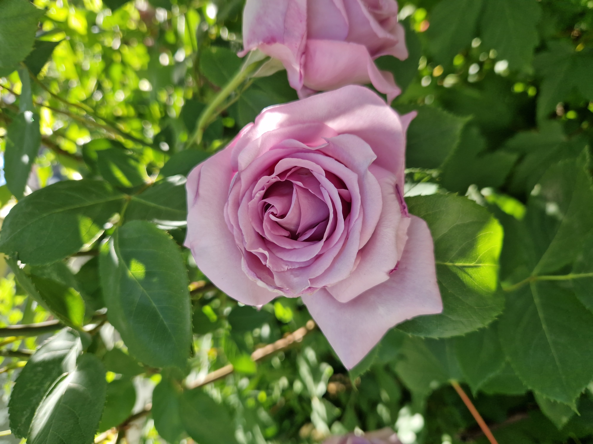 The image shows a close-up of a light purple rose in full bloom, surrounded by green leaves. Another, slightly out-of-focus rose bloom is visible in the background. The leaves are indicative of a rose bush, and the lighting suggests an outdoor setting during daylight. The precise location within Sofia, Bulgaria cannot be determined from the visual information provided.