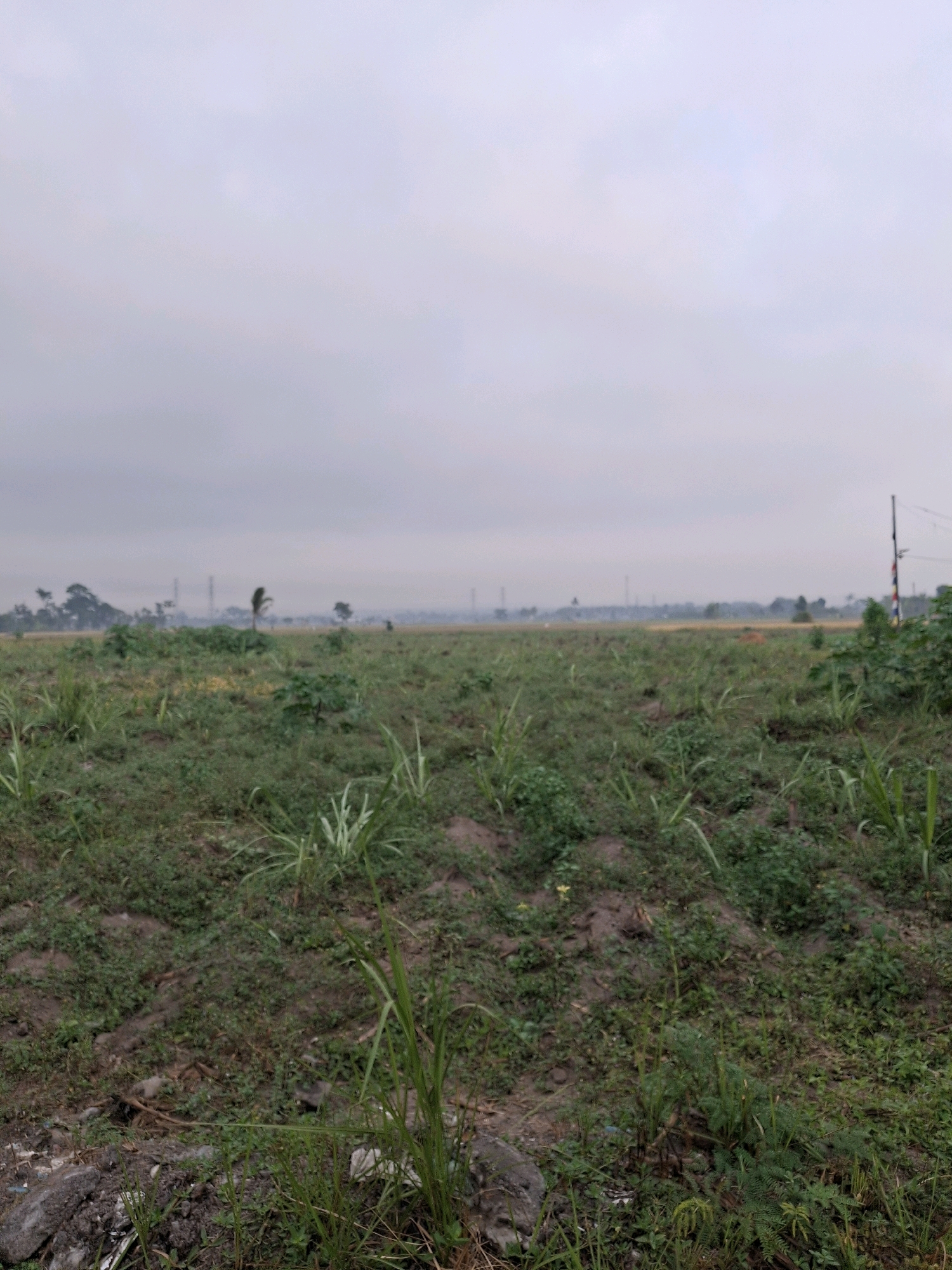 An overcast day is depicted over a rural landscape in Lumajang, Indonesia. The foreground is dominated by a field of green grass and other vegetation, with some patches of bare earth. In the mid-ground, more vegetation can be seen, including what appears to be young sugarcane shoots. A lone palm tree stands out amidst the greenery. In the background, a hazy horizon is visible, with industrial structures such as tall stacks or towers dotting the skyline. A single utility pole with wires is present on the right side of the image, with some colorful flags or banners attached. The overall scene suggests an agricultural or industrial area on the outskirts of a populated region.