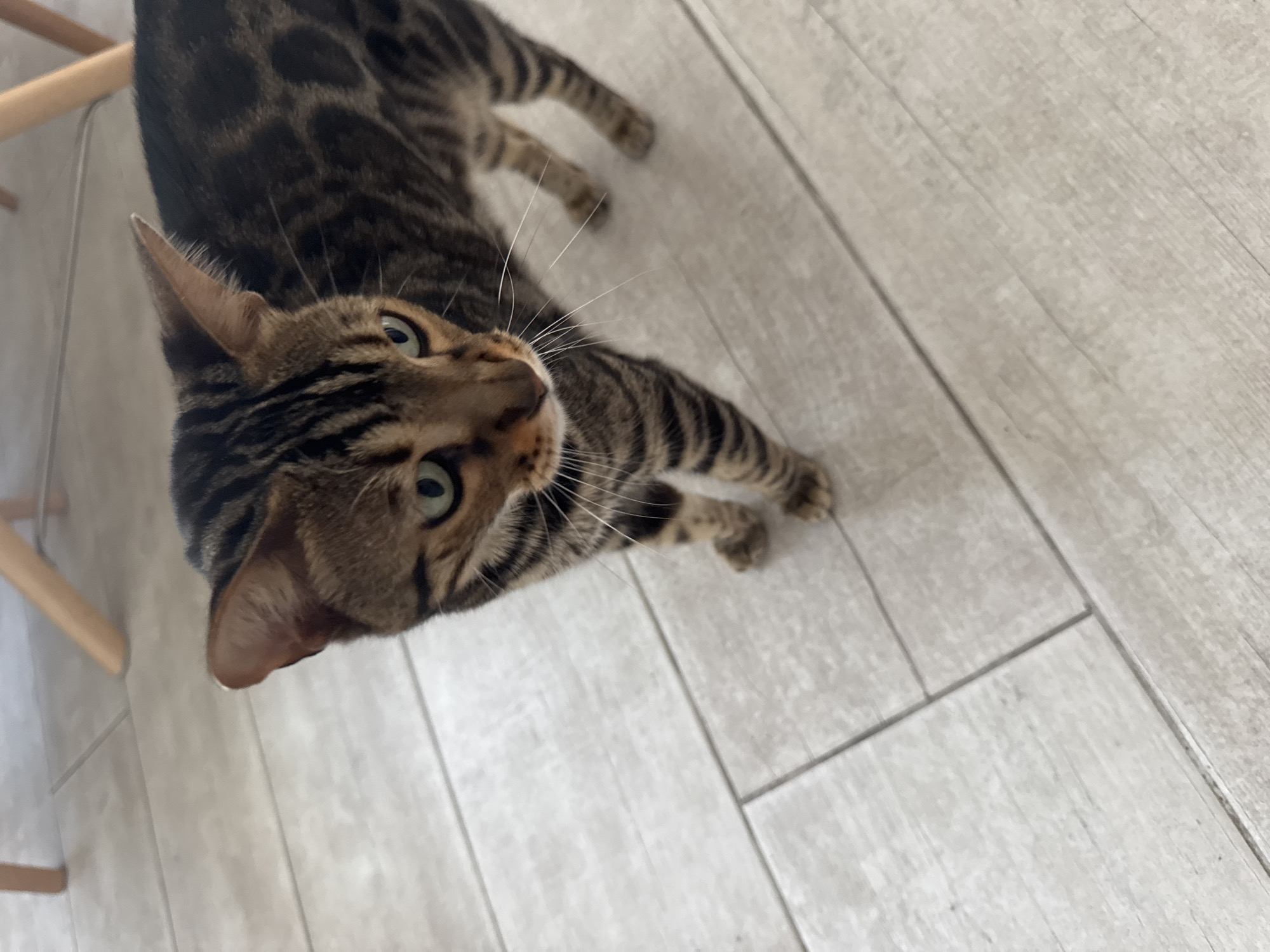 A Bengal cat stands on a light-colored tiled floor. The cat is facing to the right of the frame, with its head turned slightly towards the viewer. Its fur is a mix of brown and black stripes and spots, characteristic of the Bengal breed. The cat has green eyes and prominent white whiskers. The floor appears to be in an indoor setting, possibly a home or a commercial space, with wooden furniture legs visible in the background. The lighting suggests it is daytime. The location of Agios Tychona Community, Cyprus, is not directly evident from the visual information in the image itself.
