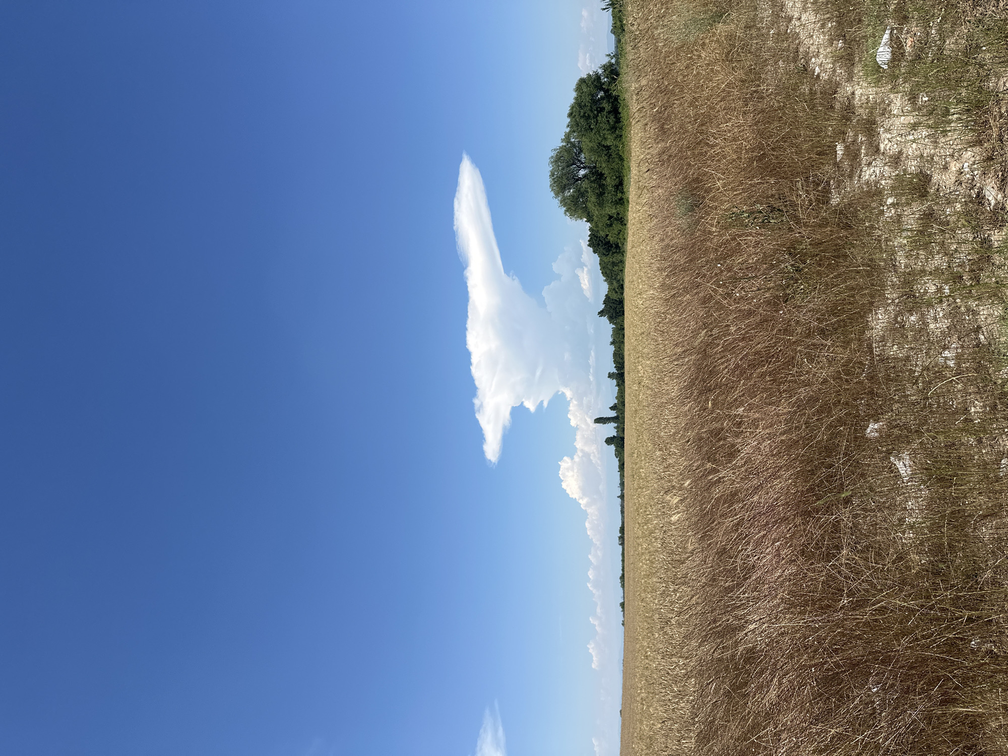 A wide shot captures a vast, golden wheat field under a clear blue sky, dotted with white clouds. A large, anvil-shaped cloud dominates the central sky, with smaller, cumulus clouds scattered around it. The field stretches towards a distant line of trees and vegetation. In the foreground, the dry, brown stalks of grass are visible, with some patches of bare earth. The scene appears to be located in a rural area, possibly on the outskirts of Muldava, Bulgaria, given the typical agricultural landscape. No people or animals are present in the image, and there are no discernable structures or human activity other than what might be inferred from the agricultural setting. The overall impression is one of a peaceful, sun-drenched day in the countryside.