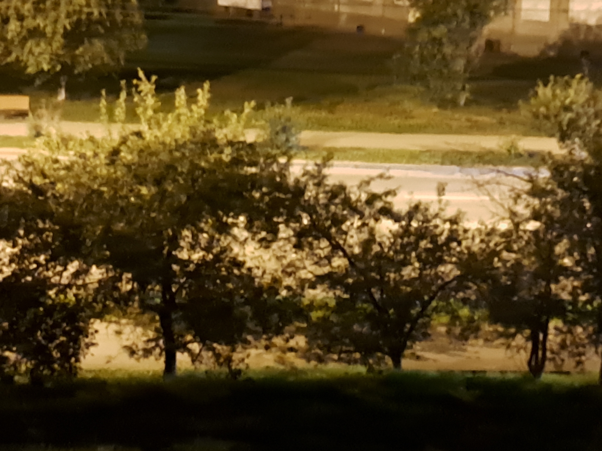 The image depicts an outdoor scene at night, likely in a park or residential area, with trees and a building in the background. The lighting suggests artificial illumination, possibly from streetlights or interior building lights, casting a warm glow on the foliage and ground. The foreground is dominated by the dark silhouettes of trees, with some leaves catching the light. In the mid-ground, a path or road is visible, bordered by grassy areas. A building with windows can be seen in the upper background. The image is out of focus, making it difficult to discern specific details of people or objects. The location in Irkutsk, Russia, is not evident from the visual information provided.