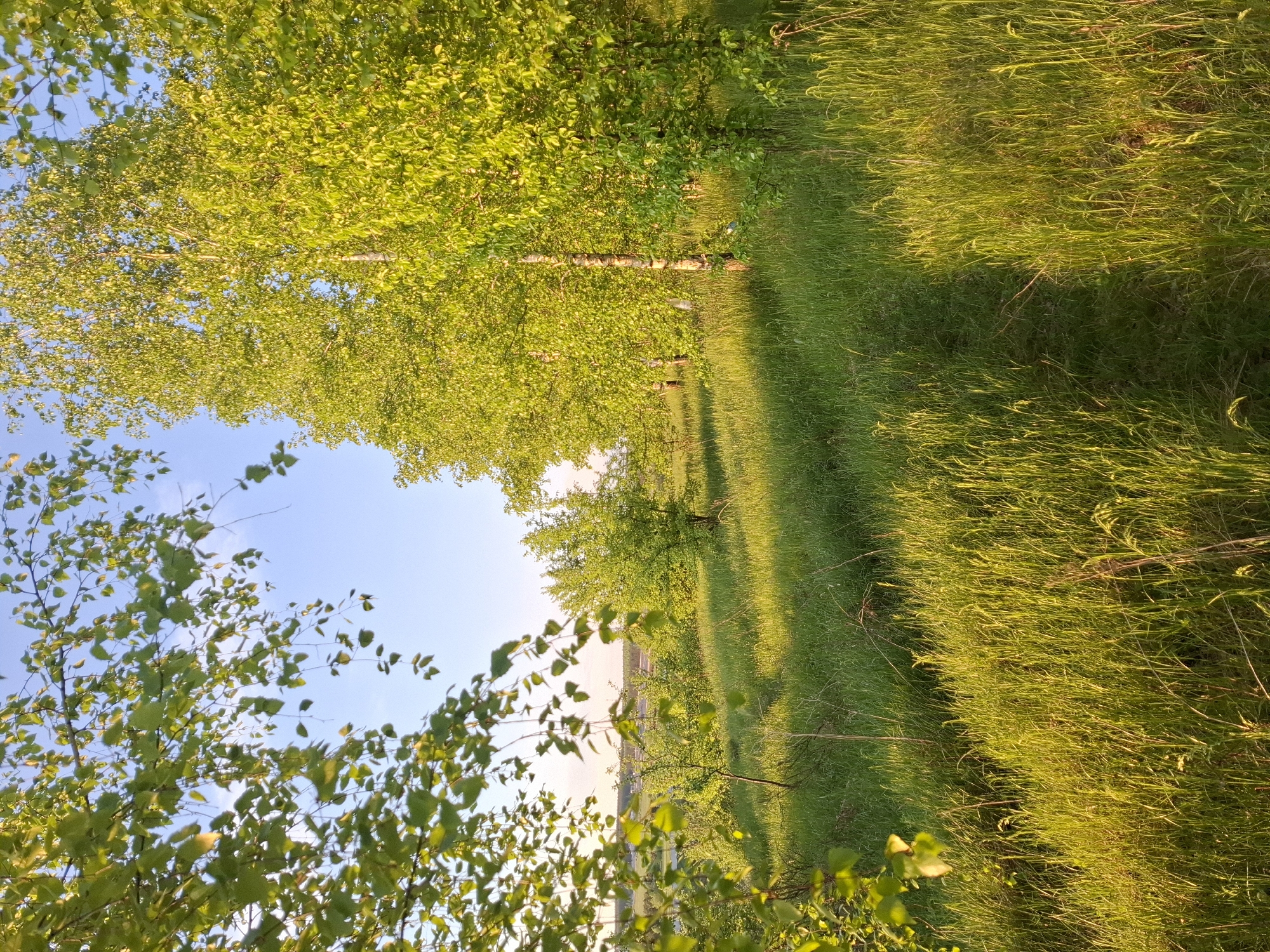 The image shows a grassy path bordering a line of trees with green leaves, under a blue sky in Khlevnoye, Russia. The sun is low, casting long shadows. The trees are likely birch. The grass is tall and appears unkempt. There are no people visible.