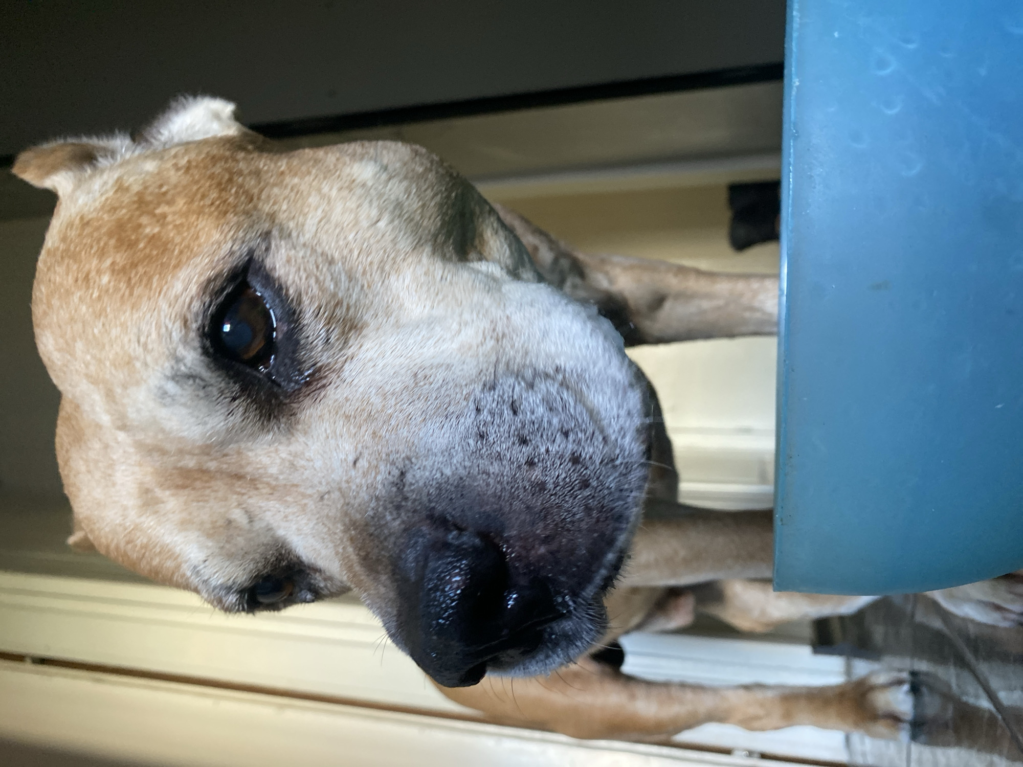 A close-up, low-angle, eye-level shot captures a tan-colored dog standing over a blue bowl. The dog's head fills the upper half of the frame, with its snout and one eye prominently featured. The dog's fur is short, and its nose is black and wet. Its eye is dark brown and appears slightly melancholic. The dog is looking down, presumably at the bowl, which is positioned in the foreground and takes up the bottom portion of the image. The background is blurred, showing a doorway with a light-colored door on the left and a darker, possibly open doorway on the right. The floor appears to be tiled with reflective surfaces. The scene suggests a domestic setting, possibly a home in the city of Pleven, Bulgaria.