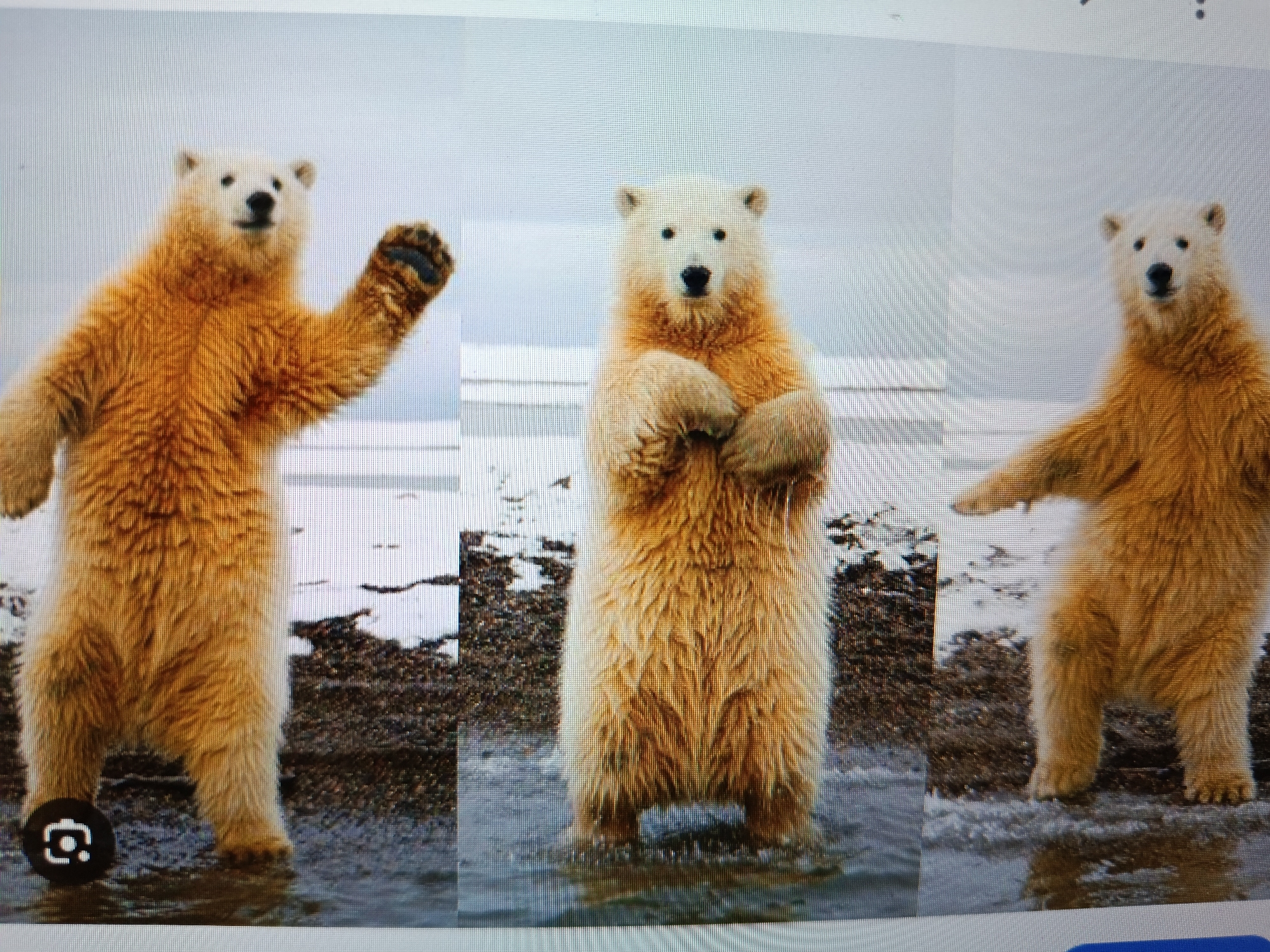 The image displays a triptych of a polar bear. The bear on the left is standing on its hind legs with its left paw raised as if waving. The middle bear is also standing on its hind legs, with its front paws crossed. The bear on the right is standing on all fours, with its right paw slightly extended. All three bears have thick, light brown fur and appear to be in shallow water with a rocky shore in the background. There is snow or ice visible in the distance. The image is a photograph, and the lighting suggests an overcast day. The scene does not depict any urban environment, including the city of Tashkent, Uzbekistan.