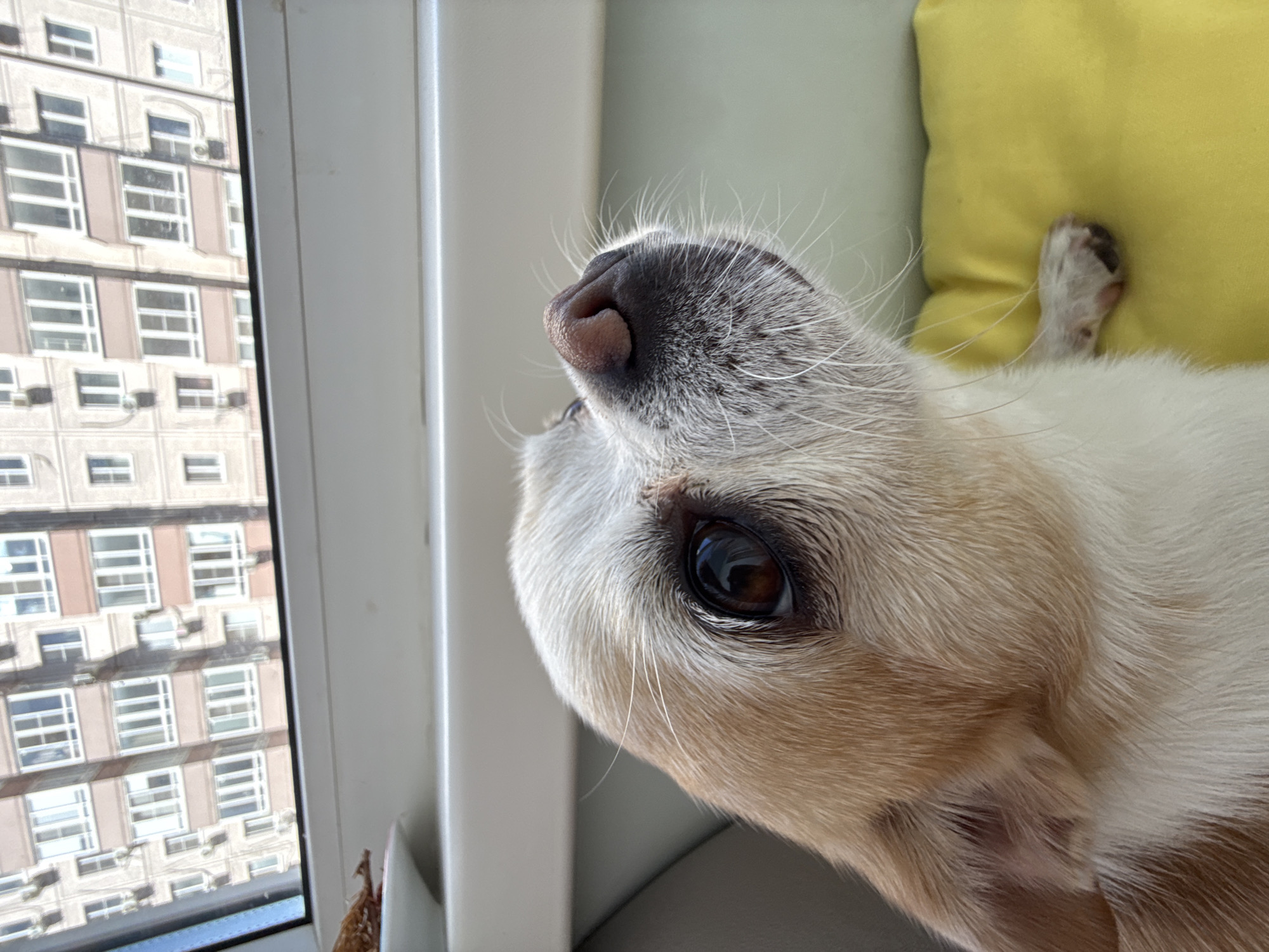 A close-up shot captures a dog indoors, near a window offering a view of a tall building. The dog is positioned with its nose pointing upwards towards the window, and one eye is prominently visible. The building outside the window is multi-storied with numerous windows and what appear to be air conditioning units. A yellow pillow is also visible in the background. The location, Rostov-on-Don, Russia, cannot be verified from the image.