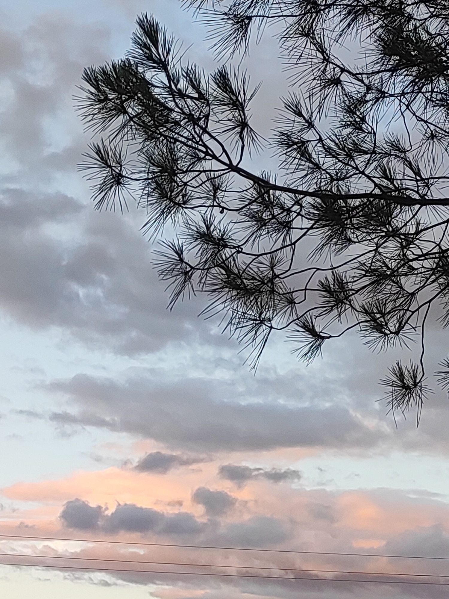 The image depicts a silhouetted pine tree branch against a cloudy sky at dusk. The clouds exhibit hues of gray, white, and soft pink, suggesting the sunset is approaching or has recently passed. Horizontal lines, possibly power lines, are visible in the lower portion of the frame. The scene is outdoors and appears to be a natural setting within or on the outskirts of the city of Sobradillo, Spain. No people or discernible actions are present in the image.