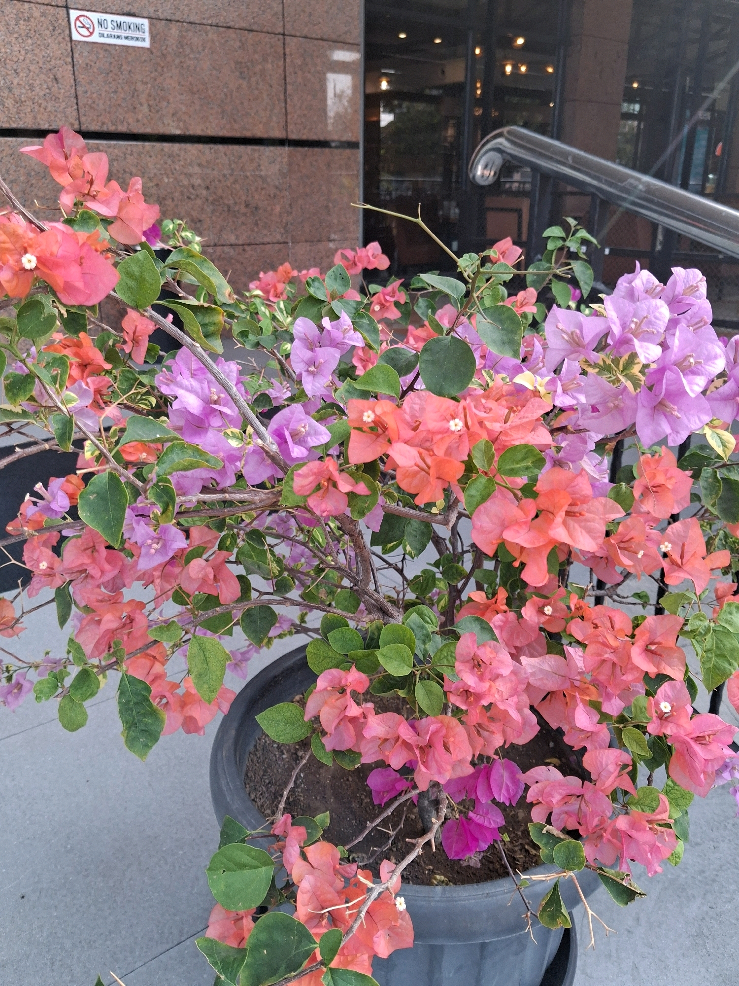 A potted bougainvillea plant with vibrant pink and purple flowers sits on a gray tiled walkway in front of a building with a brown, textured facade. A "No Smoking" sign with a red circle and diagonal line is visible on the building's wall. A metal handrail for stairs is partially visible to the right of the plant. The background shows the interior of a building with glass doors and lights. The image is taken at a slightly low angle, focusing on the flowers and plant.