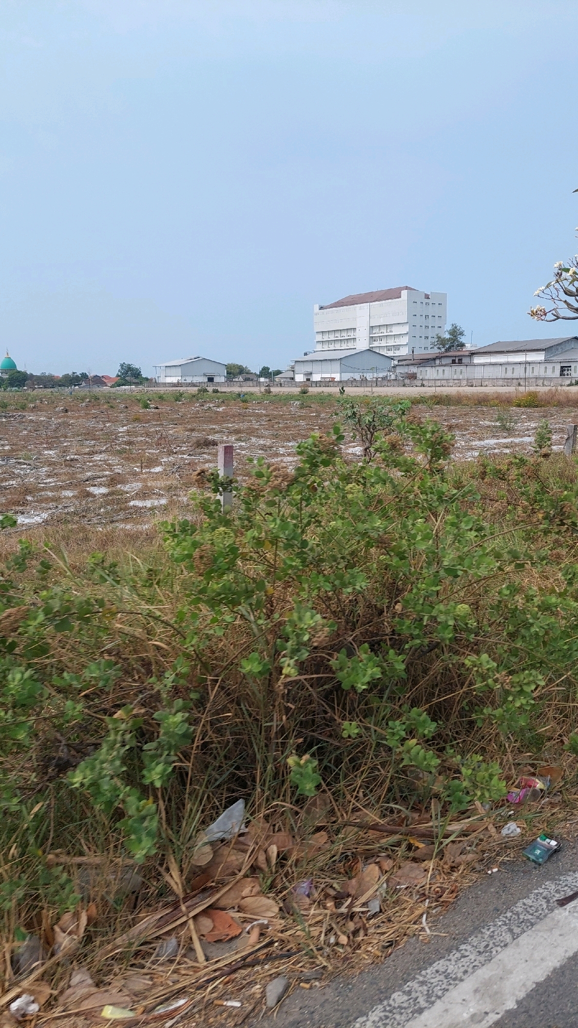The image depicts an outdoor scene in Pilang, Indonesia, with a clear sky overhead. In the foreground, a patch of dry grass and green bushes lines the edge of an asphalt road. Scattered amongst the dry vegetation are various pieces of litter, including a plastic bag, dried leaves, cigarette butts, and small colorful wrappers. A white post with a red band stands in the middle ground, amidst a field of dry, patchy ground with scattered white debris. In the background, several industrial-style buildings are visible. To the far left, a green-domed building, possibly a mosque, can be seen. A large, multi-story white building with many windows dominates the central background. To the right of this, a long, single-story building stretches across the landscape. A small tree with white flowers is visible on the far right. The overall impression is one of a semi-developed area, with evidence of both industrial structures and natural elements, as well as human impact through litter.