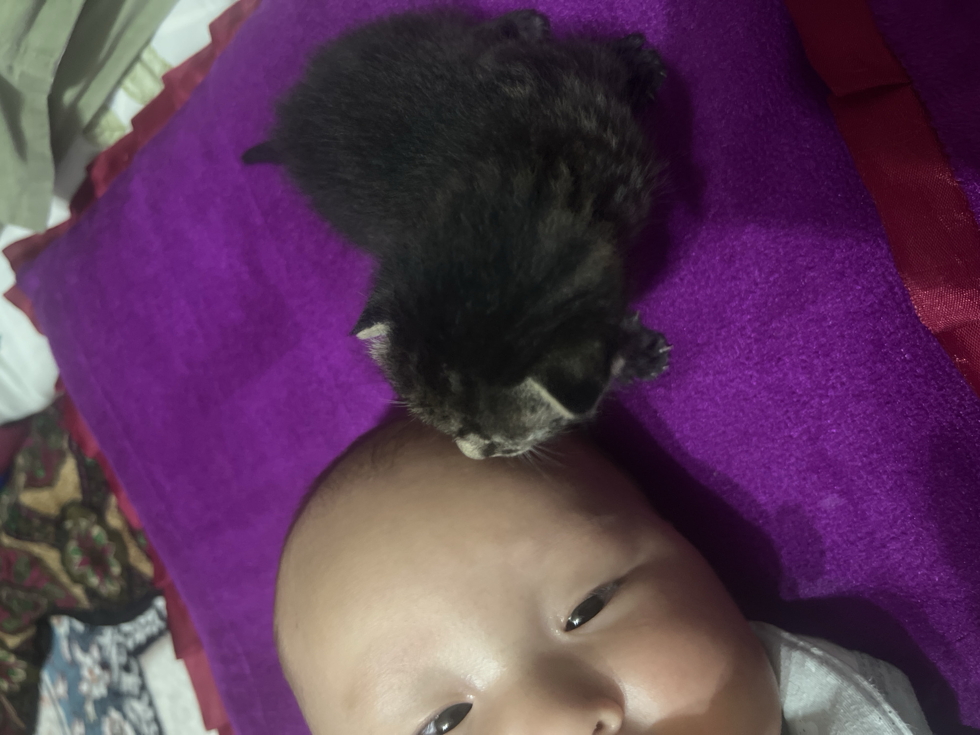 A close-up, high-angle shot shows a newborn baby's face and a tiny black kitten on a purple surface. The baby's left cheek and eye are visible, with the left eye open and looking towards the kitten. The kitten, positioned to the right of the baby's head, is facing the baby's cheek with its nose touching it. The kitten appears to be sleeping or nuzzling. The purple surface is textured, possibly a blanket or cushion, and appears to be laid out on a bed with other fabric elements in the background, one of which is a patterned textile with red and gold colors. The overall setting is domestic and intimate, suggesting a home environment in the city of Kotormo, Kyrgyzstan.