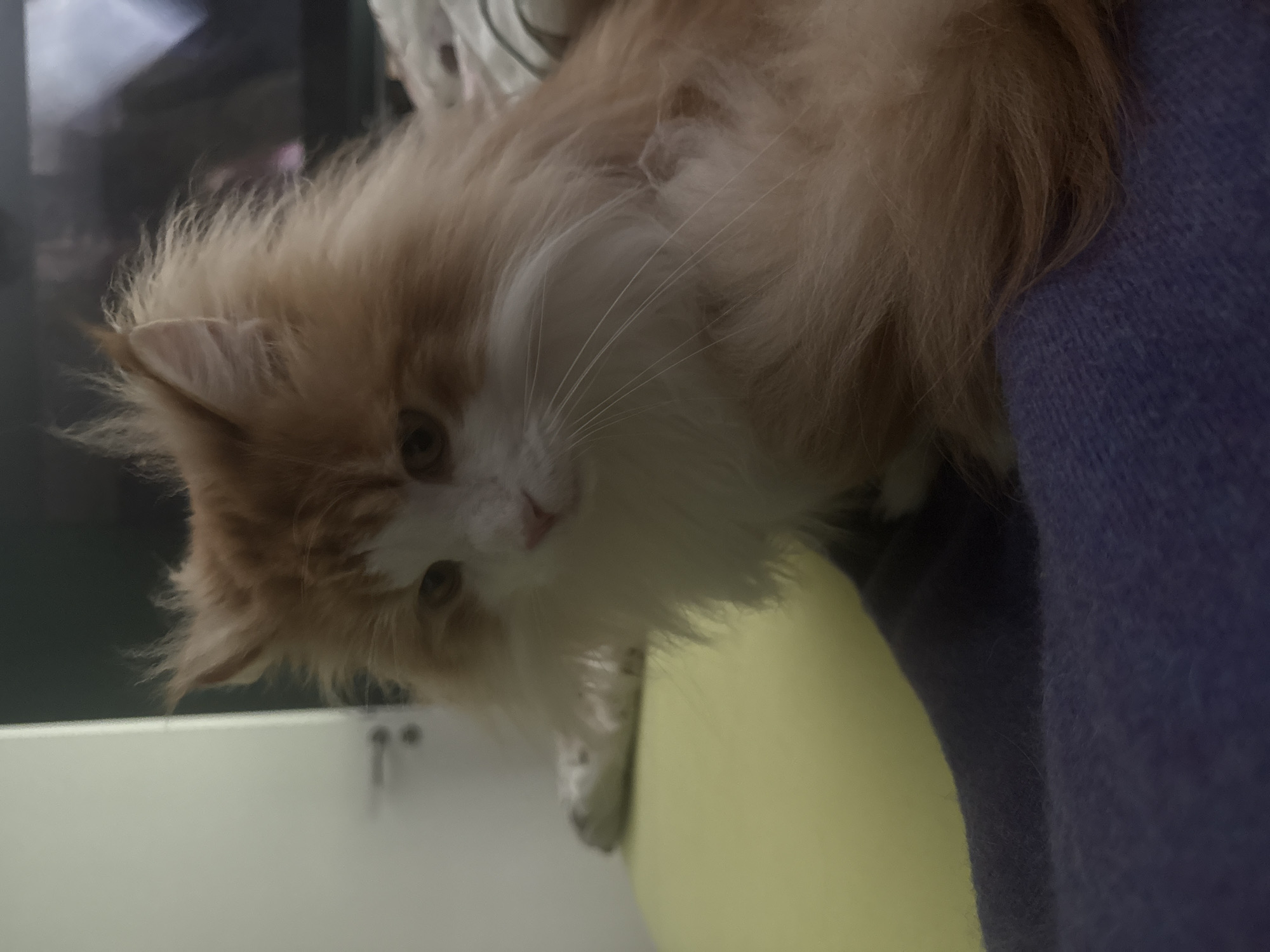 A medium shot shows an orange and white long-haired cat looking to its left, with its head and upper body filling the frame. The cat has large, fluffy fur with orange markings on its head and back, and white fur on its chest and face. Its eyes are dark, and its ears are pointed and tufted. The cat is positioned on a soft, textured surface that appears to be a piece of clothing or upholstery, colored in shades of blue and purple. In the background, a bright yellow surface is visible on the left, and a dark, blurry object, possibly a television screen, is present on the upper right. The scene appears to be indoors, in a domestic setting, with a hint of a door with a handle visible in the far left background. No specific location in Kassel, Germany can be determined from the image.