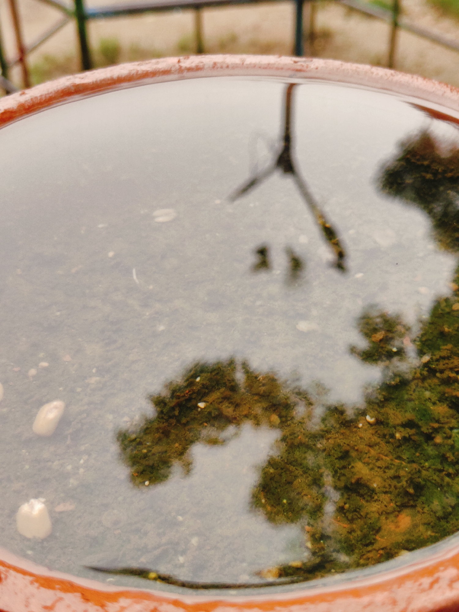 A shallow pool of water, possibly a birdbath, sits within a terracotta rim. The water is murky and reflects the surrounding environment, including the silhouette of a tripod or similar structure, and foliage. Several light-colored pebbles and some white, circular debris are visible at the bottom of the pool. The background shows a blurred fence with green and brown elements, suggesting an outdoor setting. The image appears to have been taken in Gurgaon, India, though specific location details are not visible within the frame.