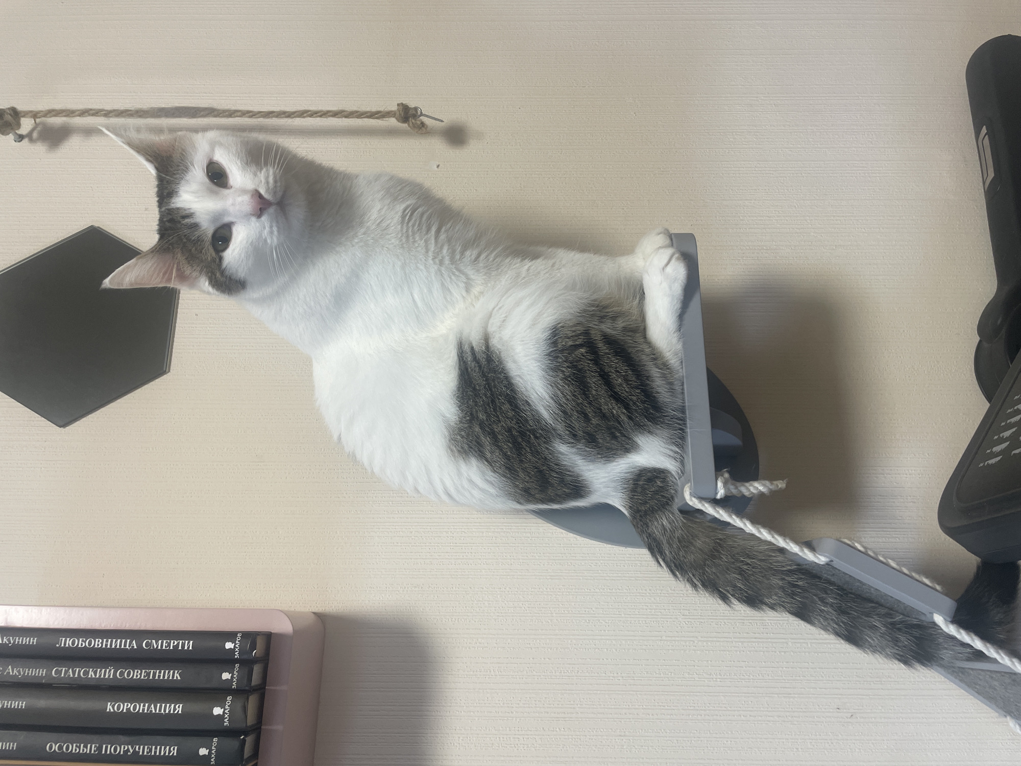 A white cat with gray tabby markings sits on a gray wall-mounted shelf. The cat is looking forward with its ears perked. Behind the cat on the shelf are several books with dark covers and gold lettering. To the left of the shelf is a light pink wall. To the right of the cat, a rope hangs from the ceiling and is attached to a screw in the wall. The background is a beige, textured wall. The overall scene appears to be an indoor domestic setting. There is no information to ascertain the location as Podstepki, Russia.